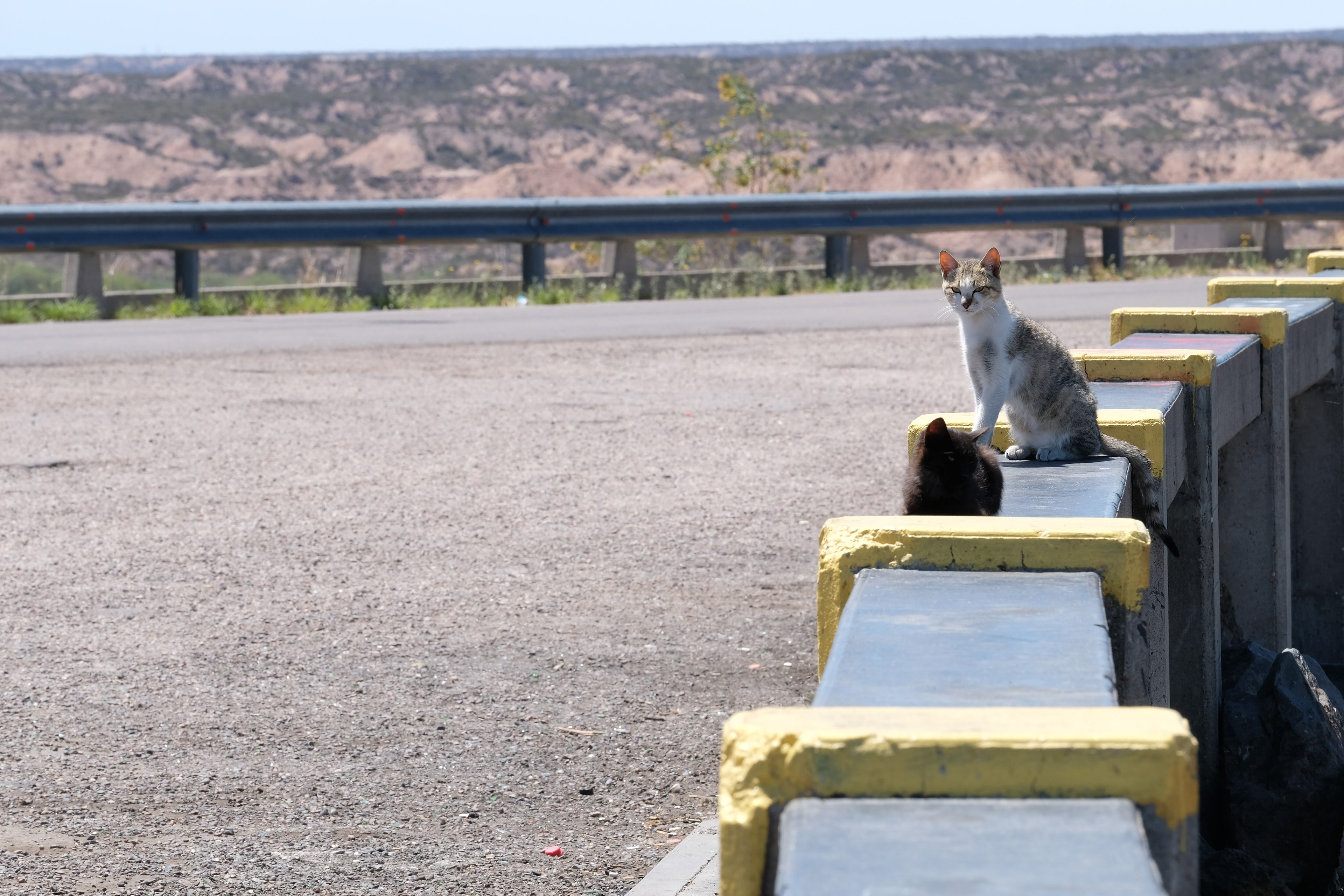 El Carrizal de Abajo - Gatos