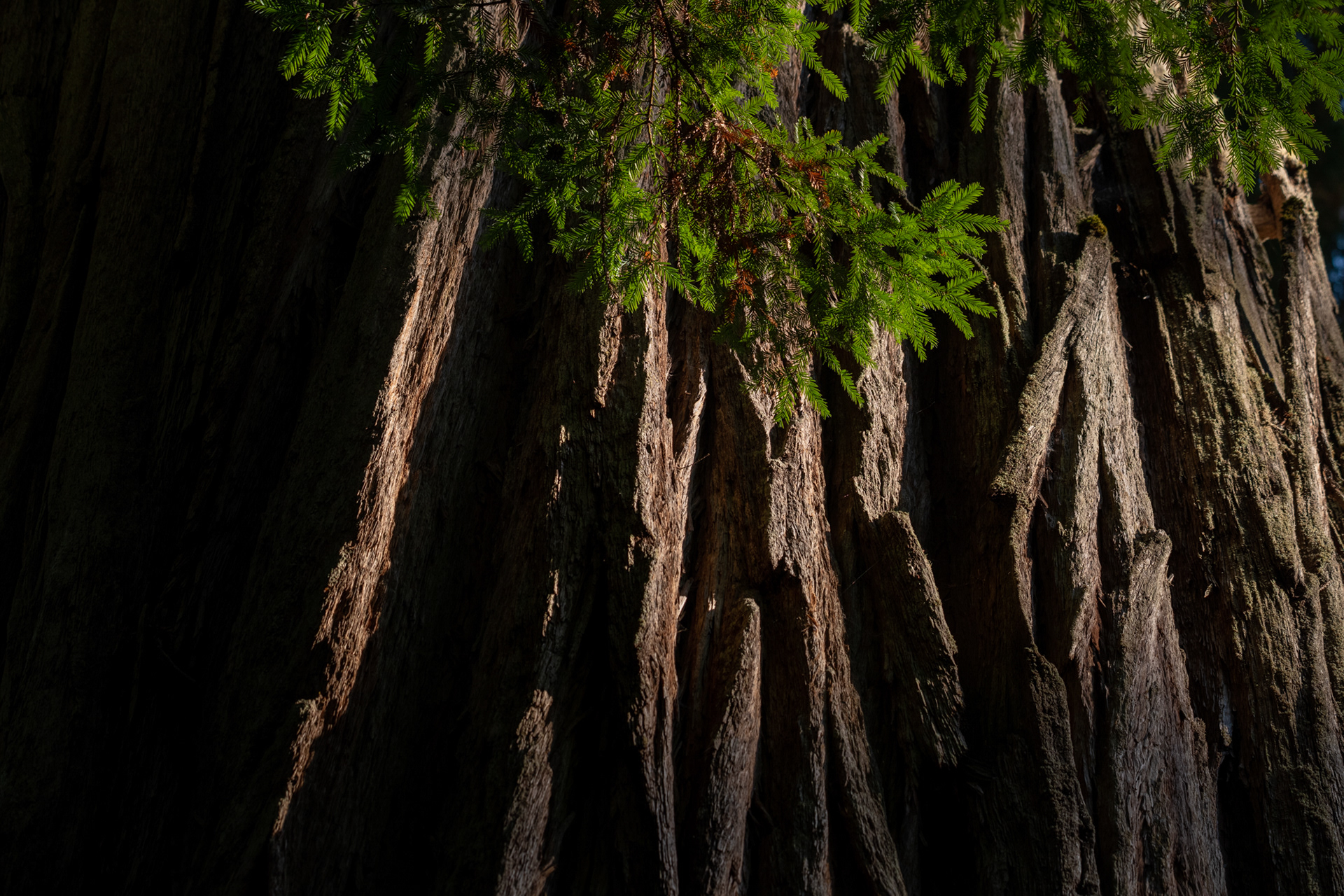 Jedediah Smith Reedwoods - trillo Simpson-Reed