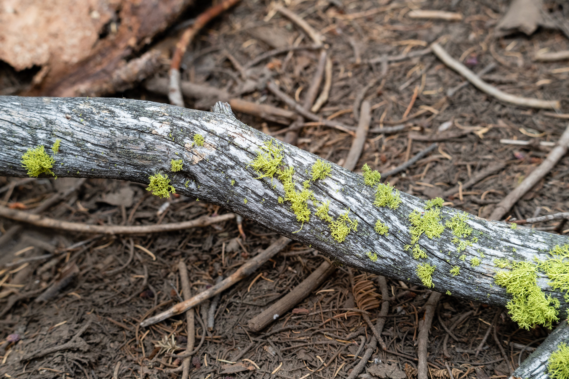 Yosemite - Trillo hacia Taft Point
