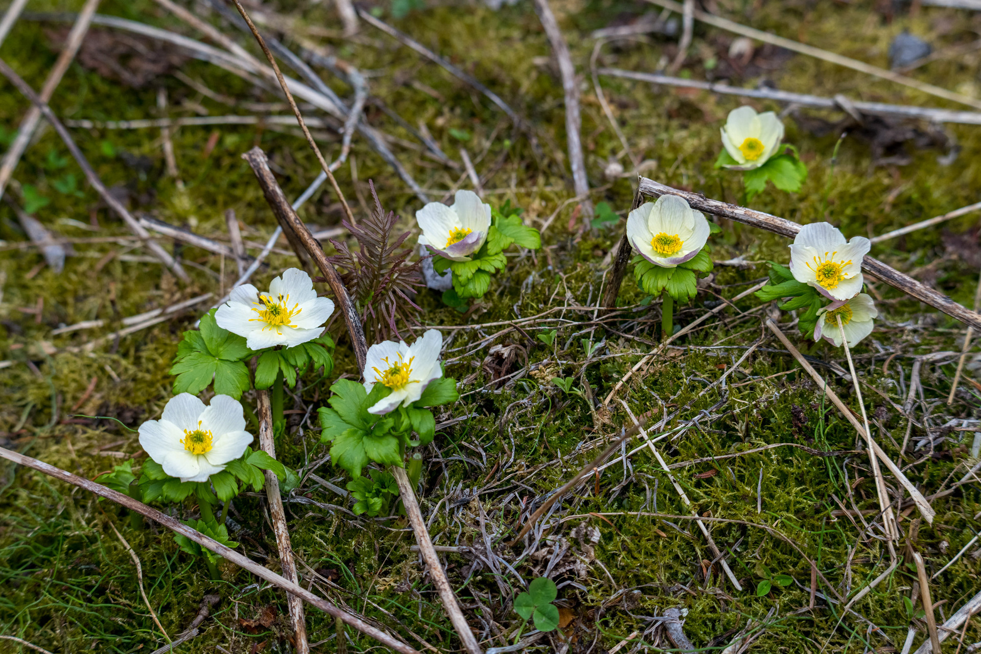 Lake Louise - Fairview Trail