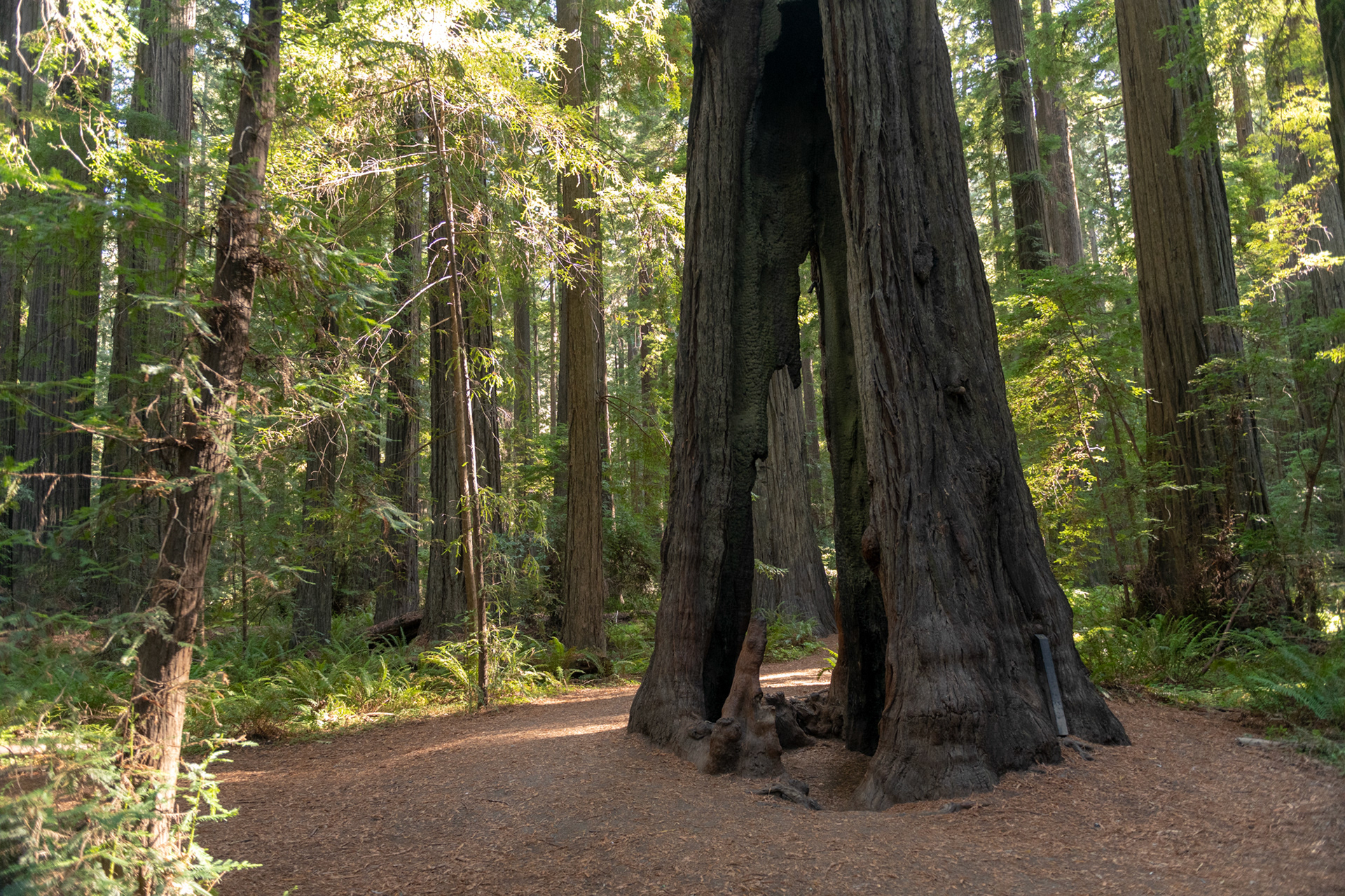 Trillo Founder's grove