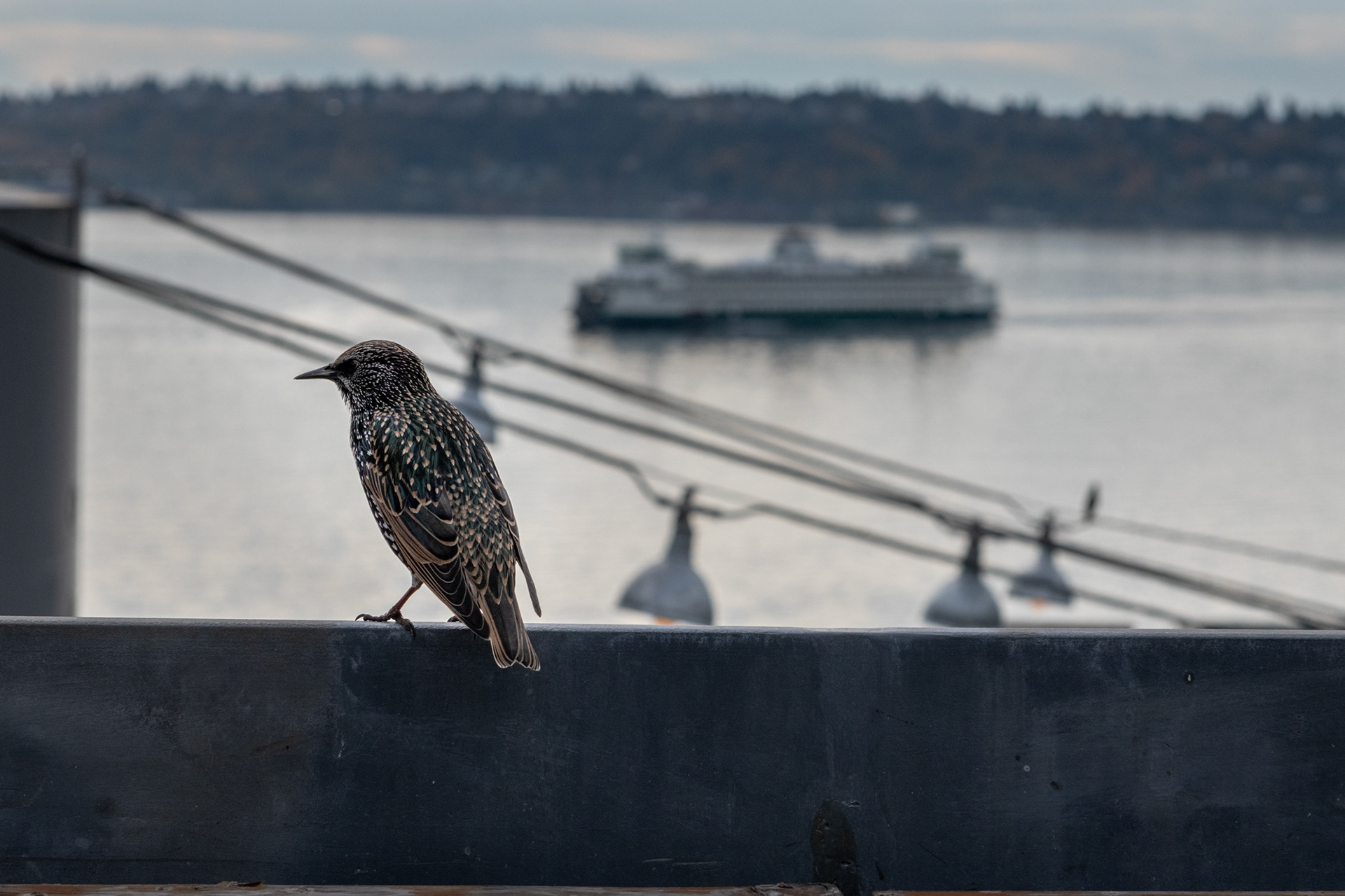 Vista desde el Pike Place Market - Pájaro estornino