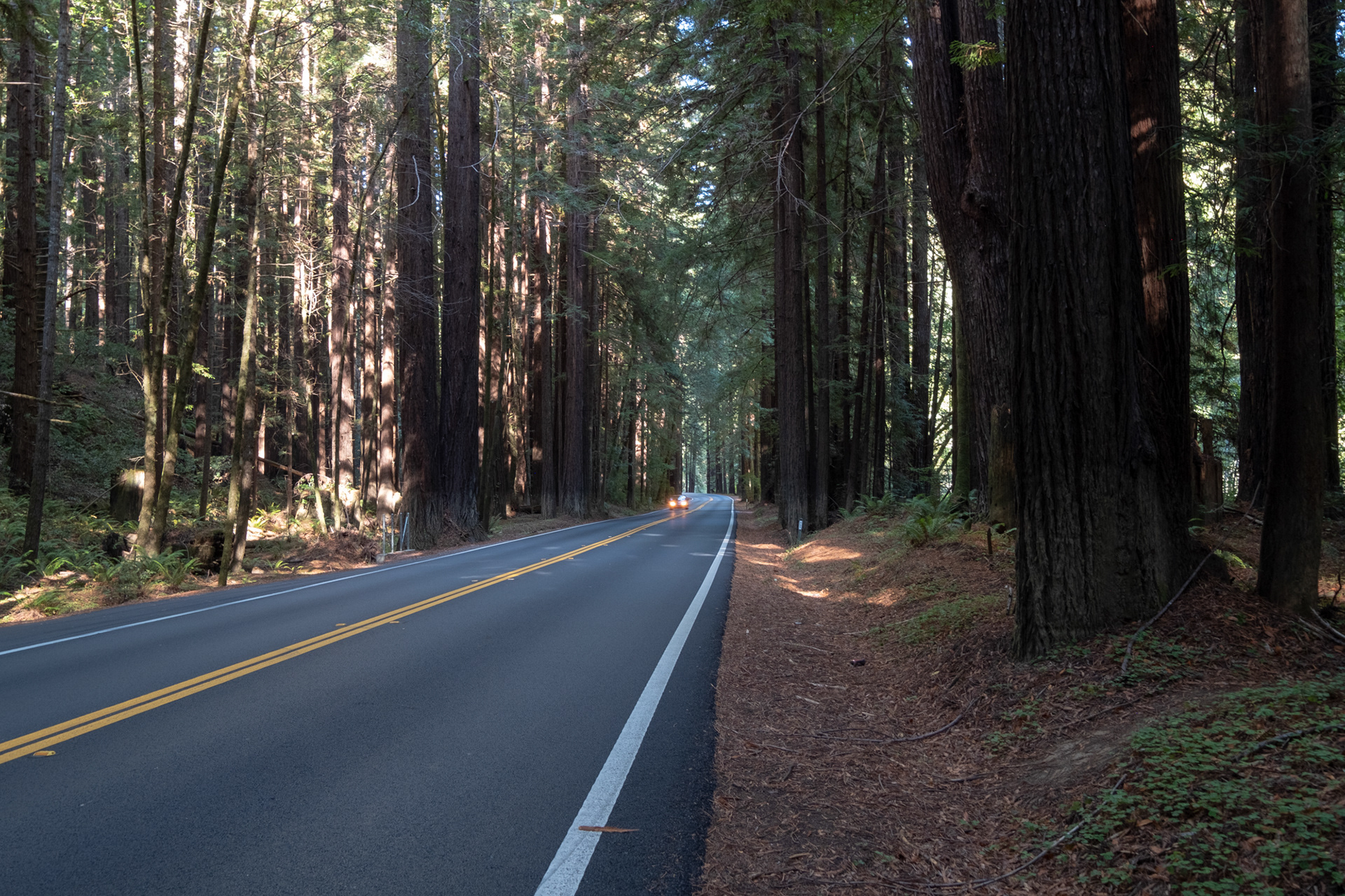 Ruta 128W - Sequoias