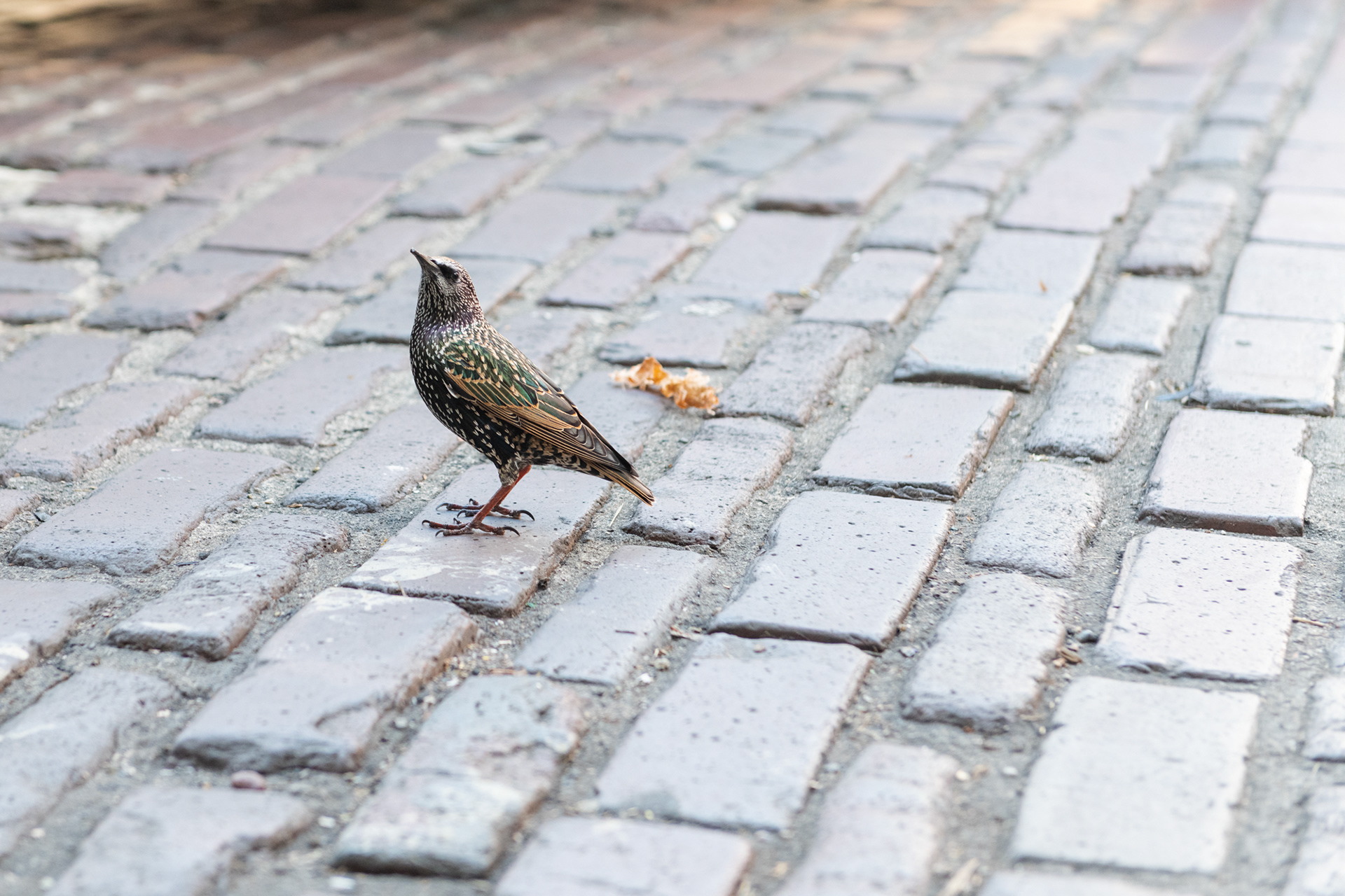 Pájaro estornino (gran imitador de sonidos)