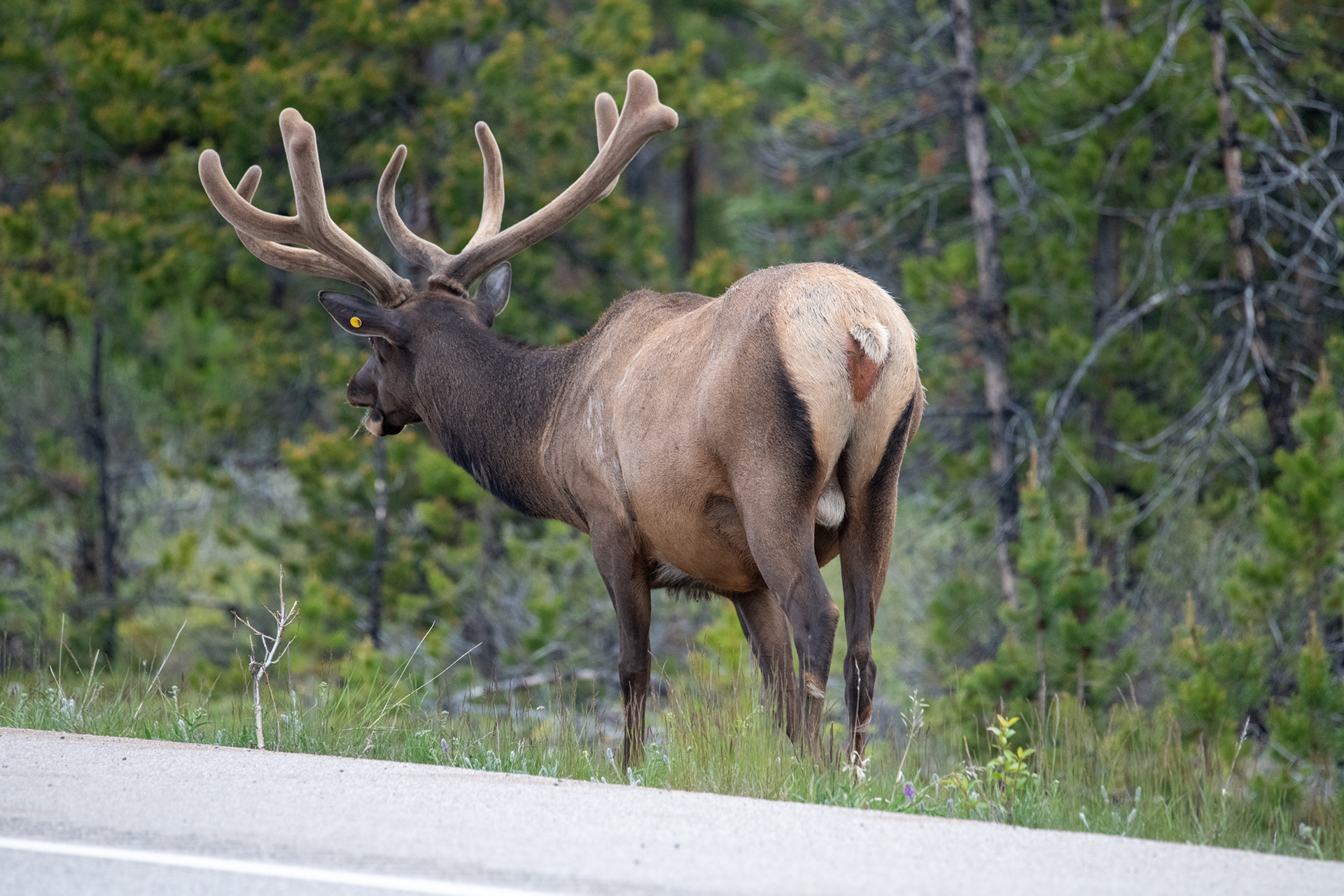 Elk o Wapití a la salida de Jasper