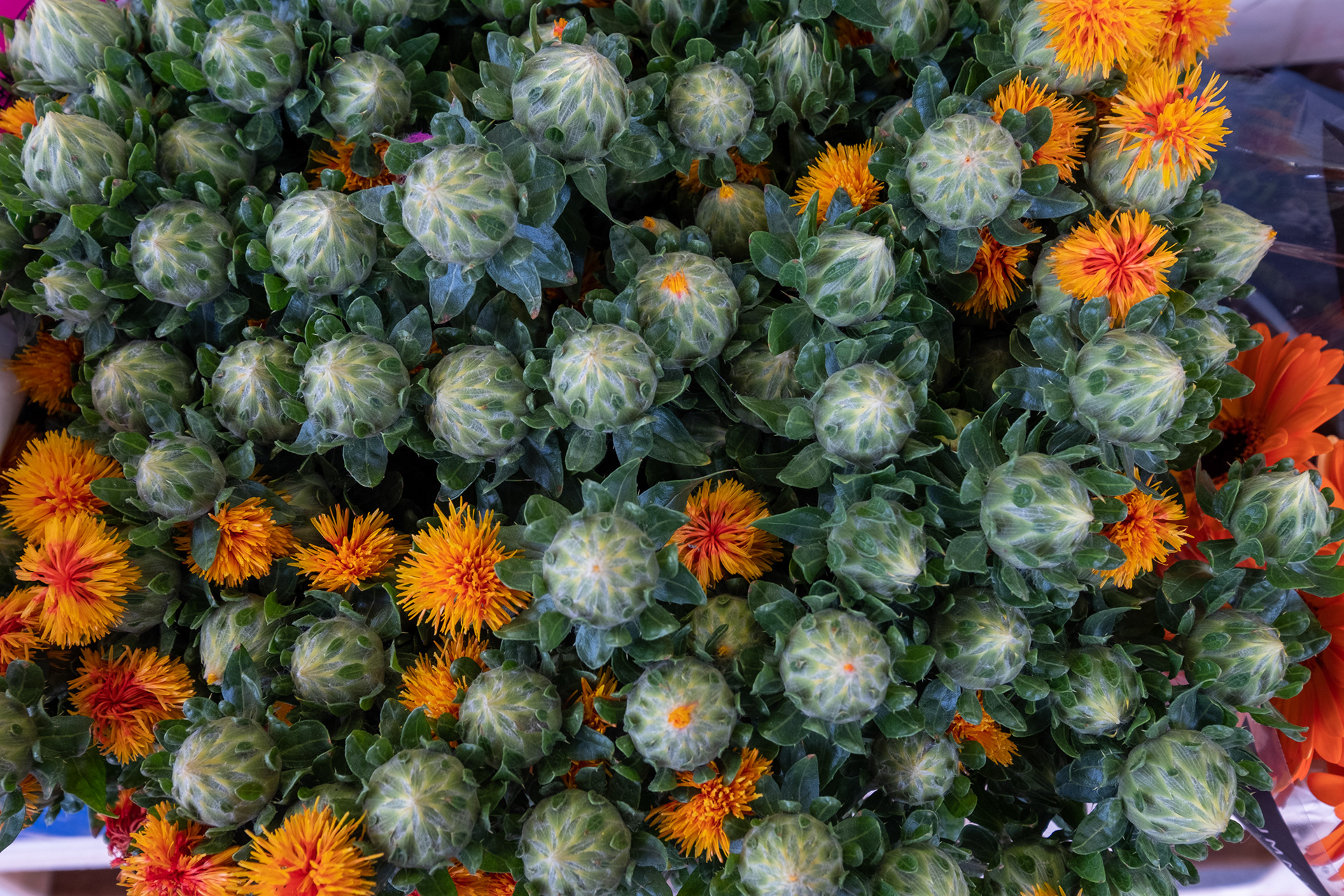 Plaza Kouter y mercado de flores (domingo)