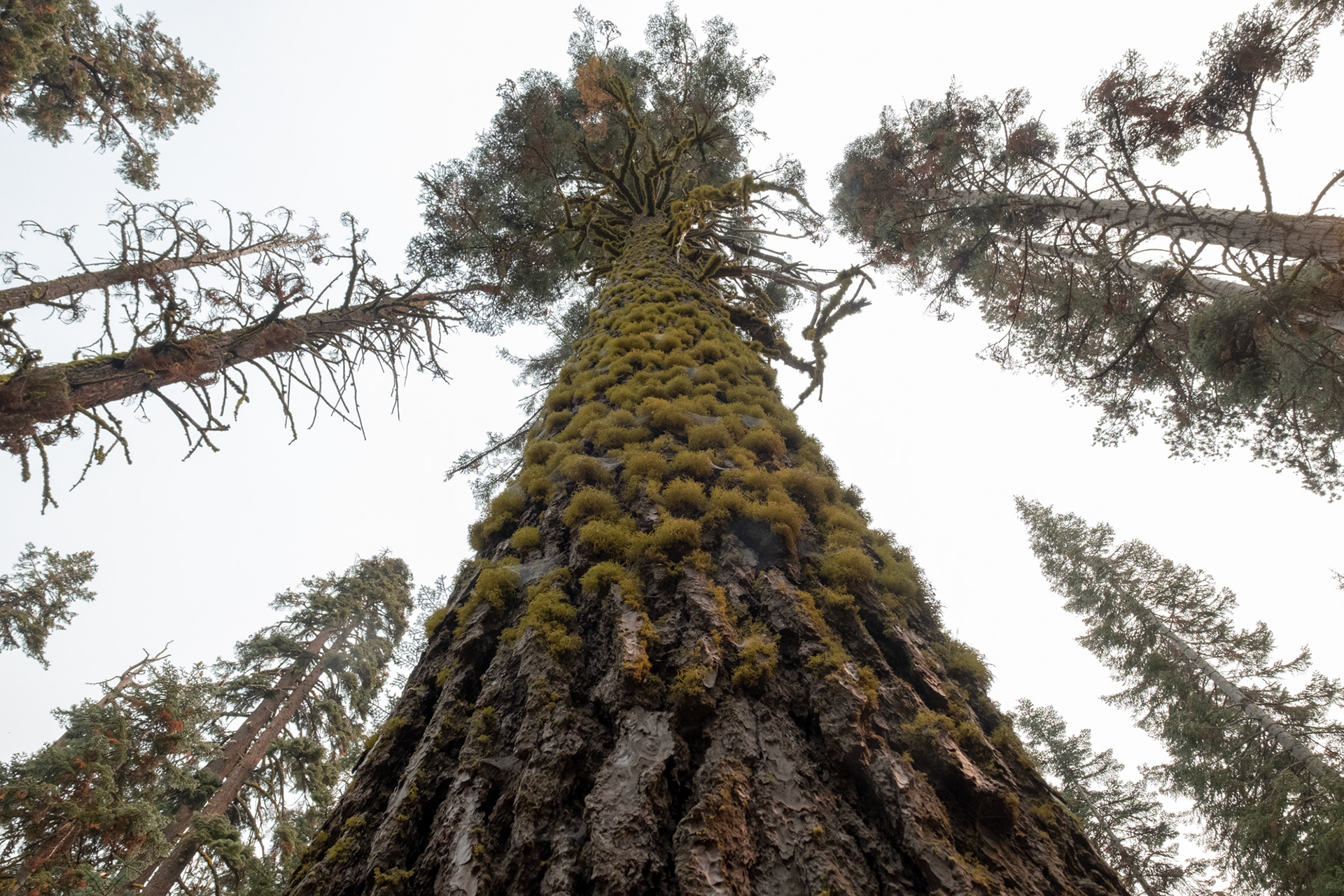 Yosemite - Trillo hacia Taft Point