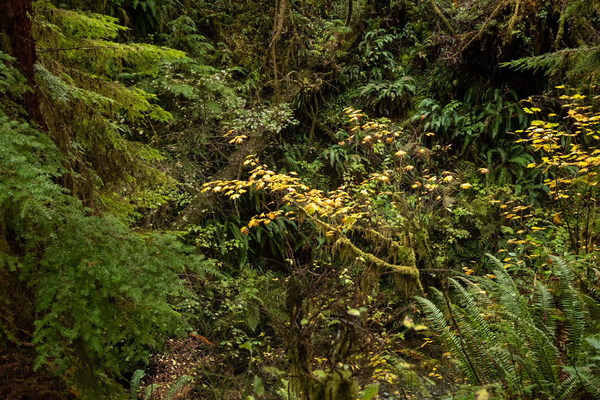 Trillo Rainforest Nature - Lago Quinault, WA