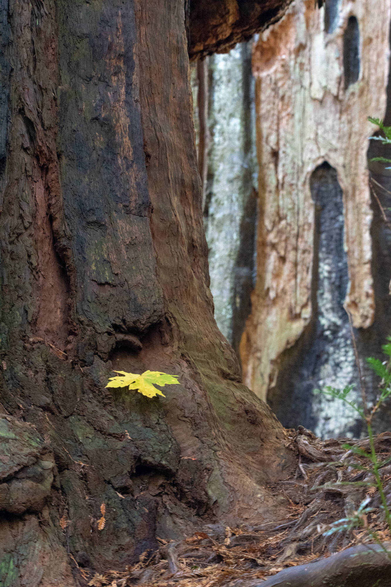 Hunnewell-Donald Memorial grove - trillo Big Tree