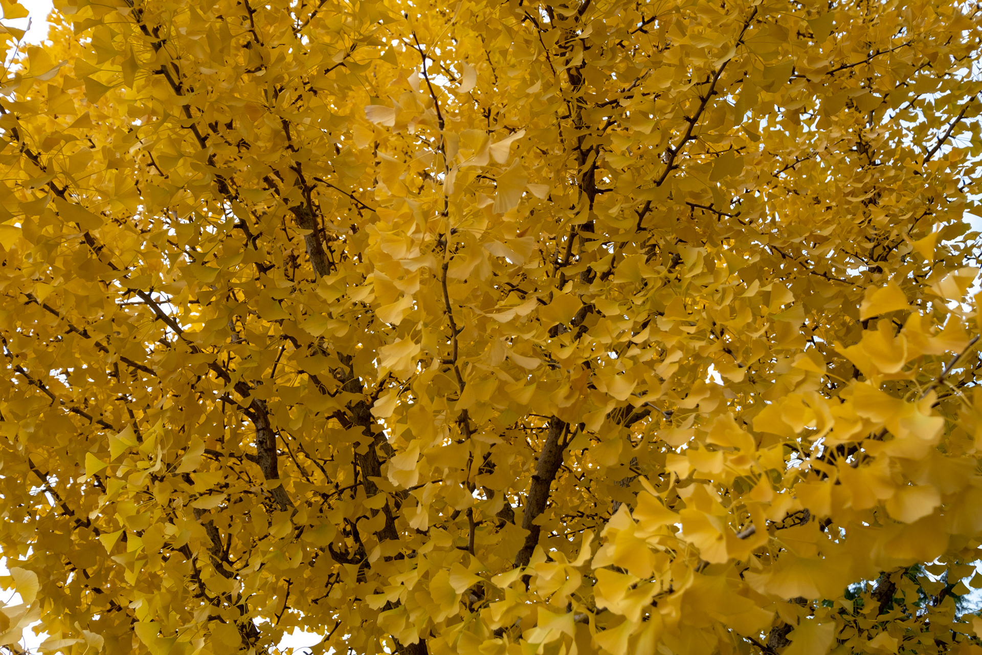 Olympic Sculpture Park