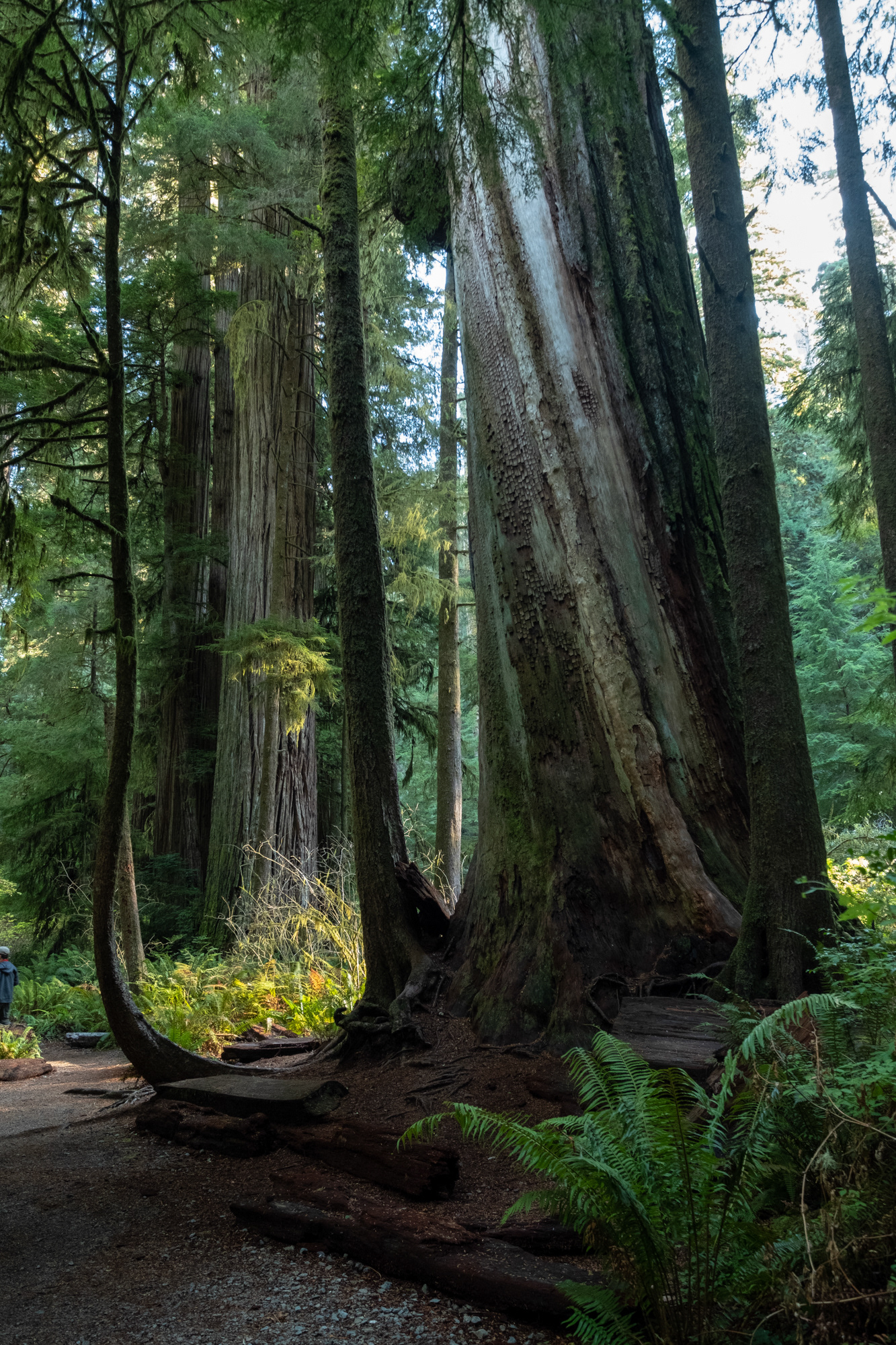 Jedediah Smith Reedwoods - trillo Simpson-Reed