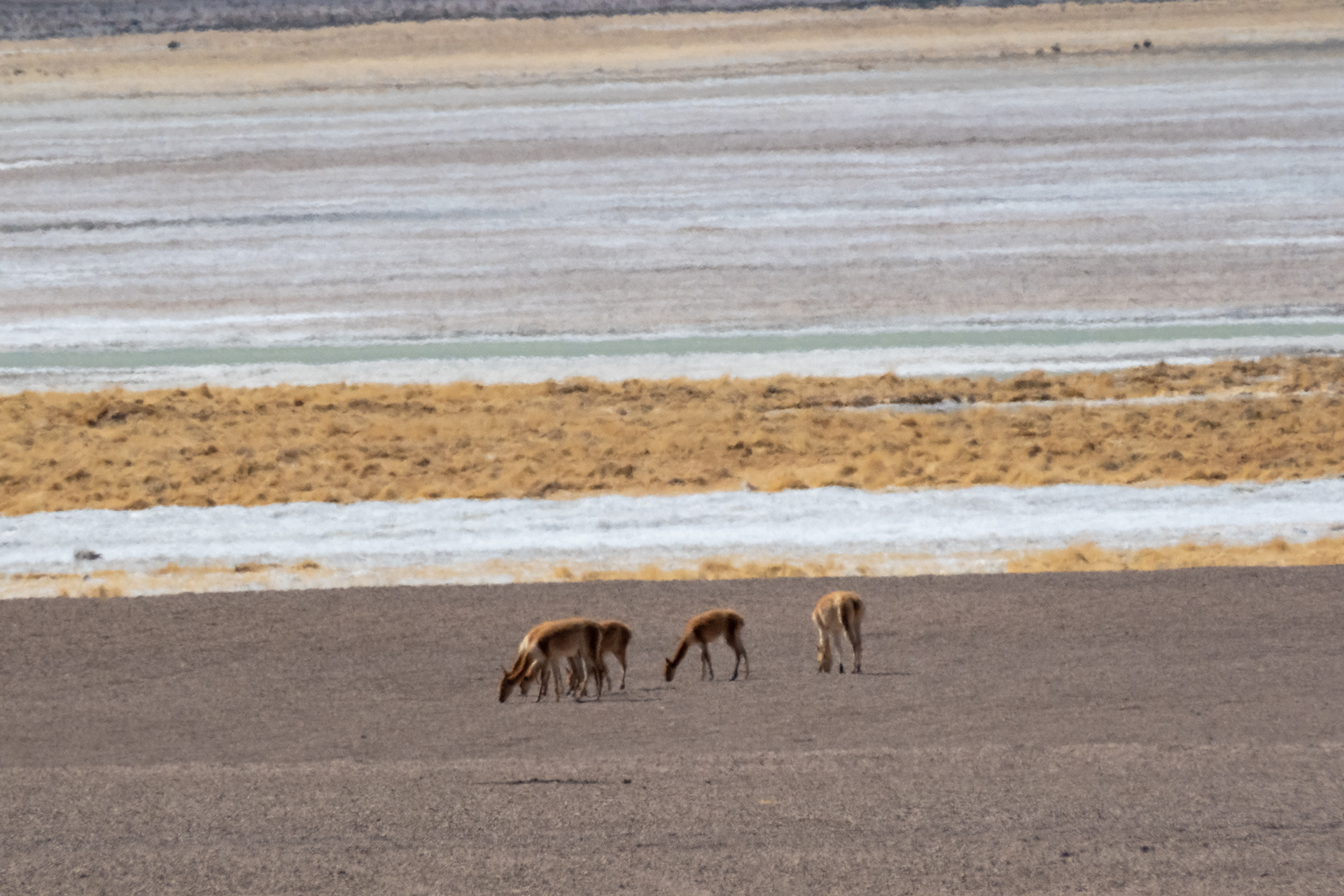 Salar del Huasco