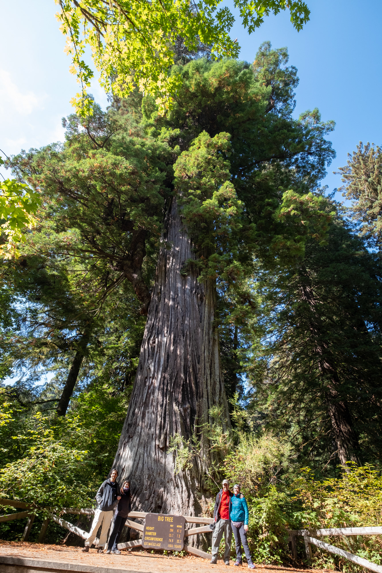 Hunnewell-Donald Memorial grove - trillo Big Tree