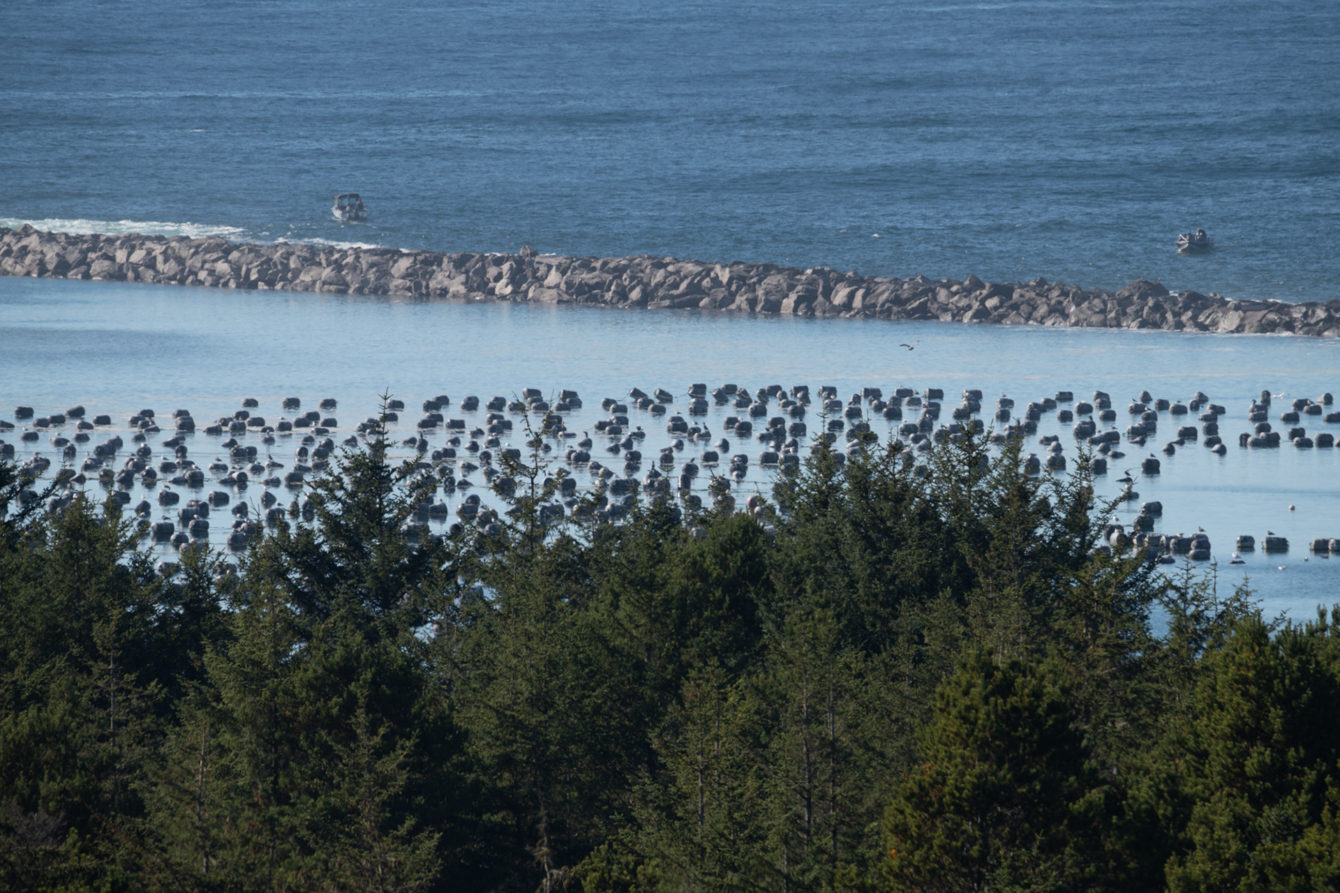 Río Umpqua - salida al mar