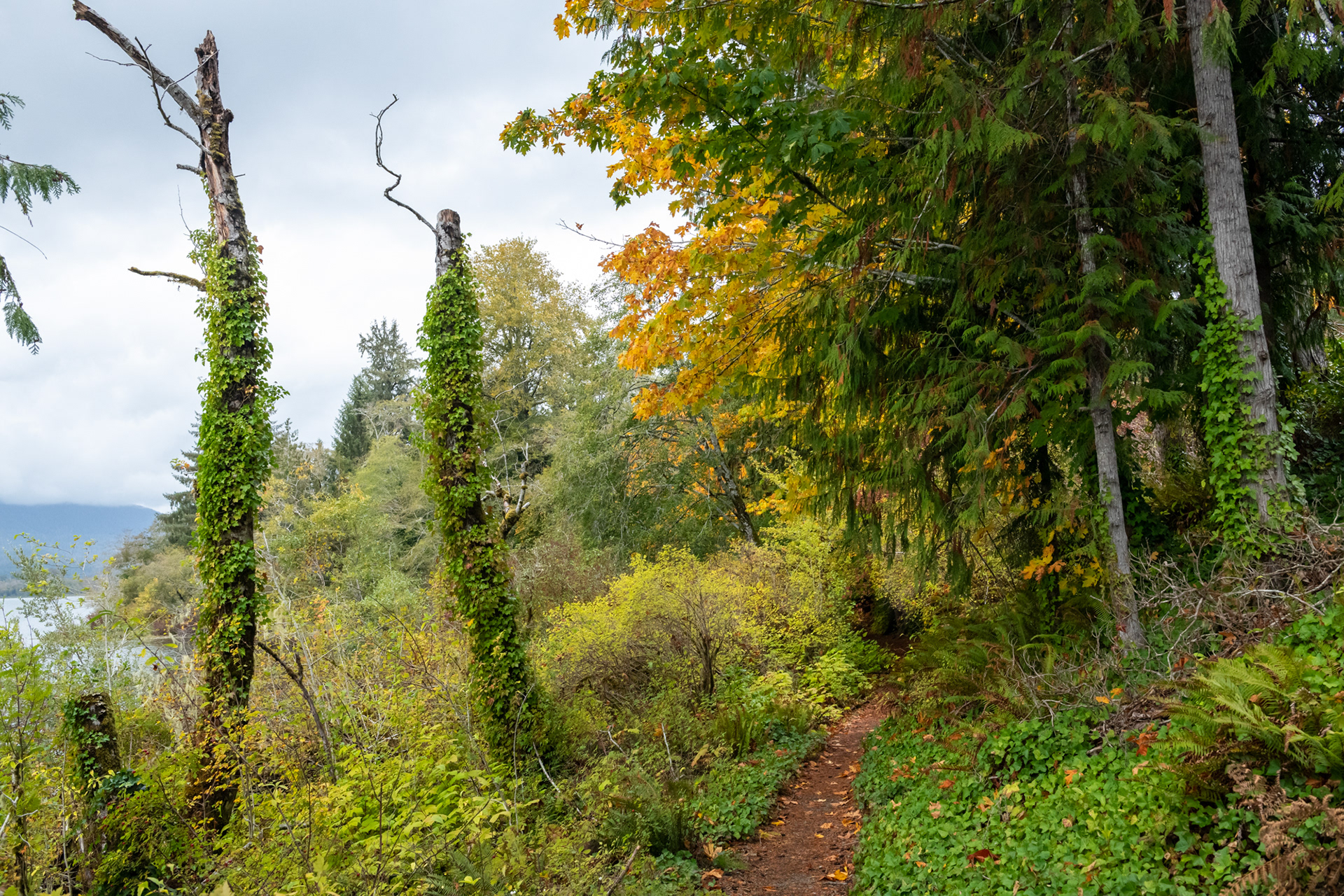 Lago Quinault - Olympic National Park, WA
