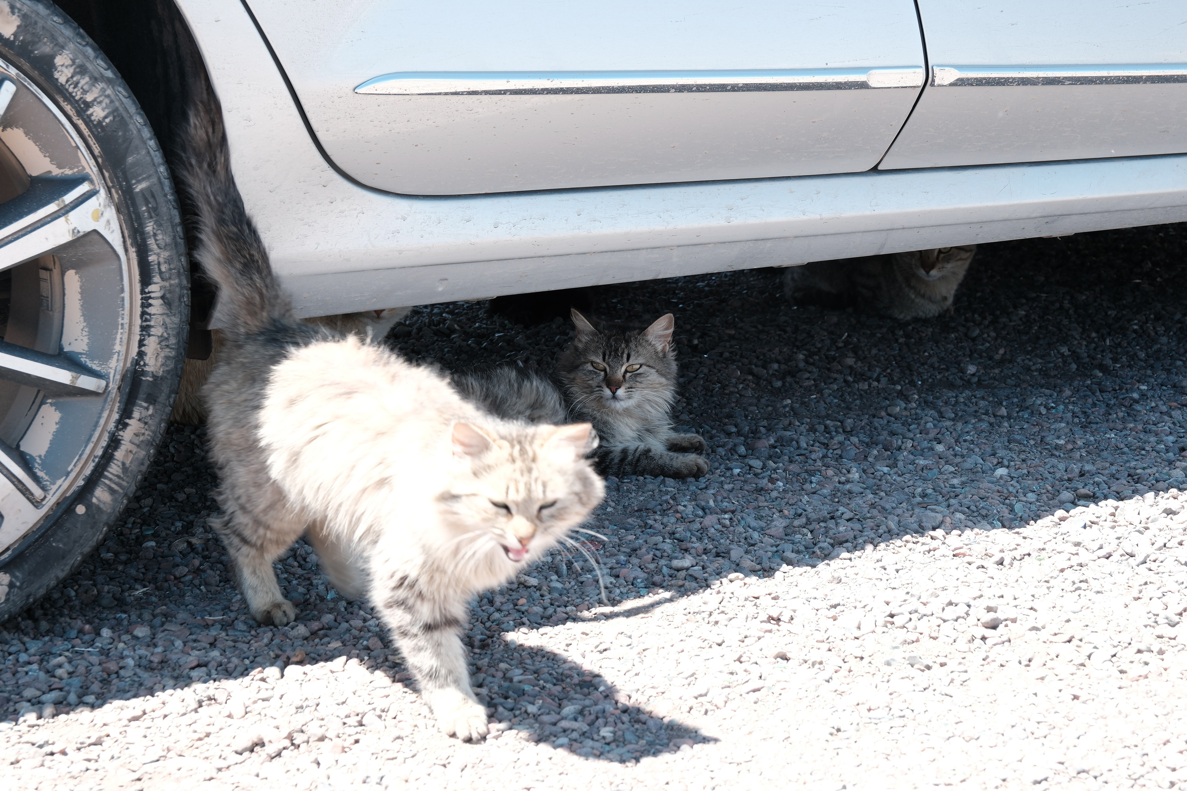 El Carrizal de Abajo - Gatos bajo el auto