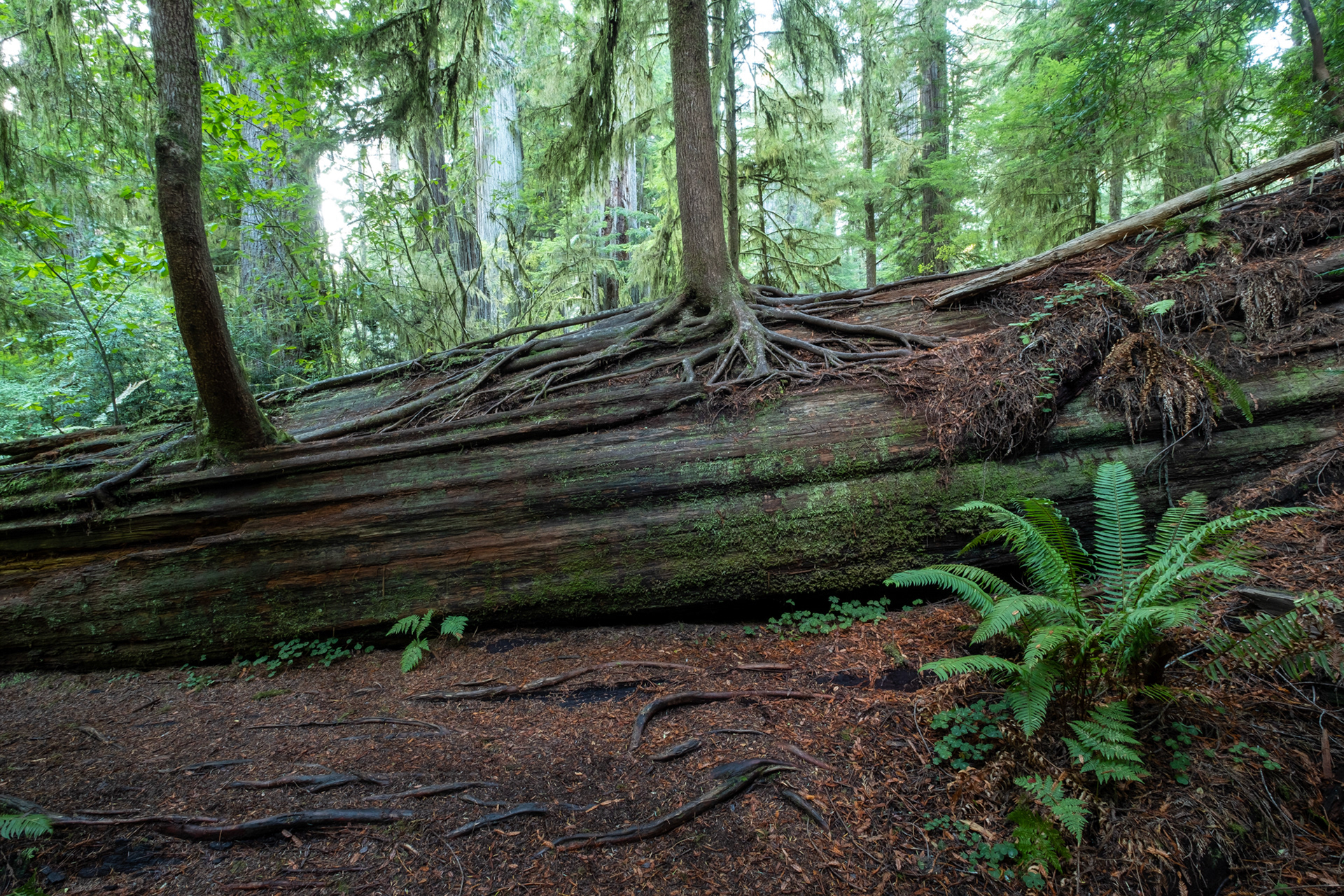 Jedediah Smith Reedwoods - trillo Simpson-Reed