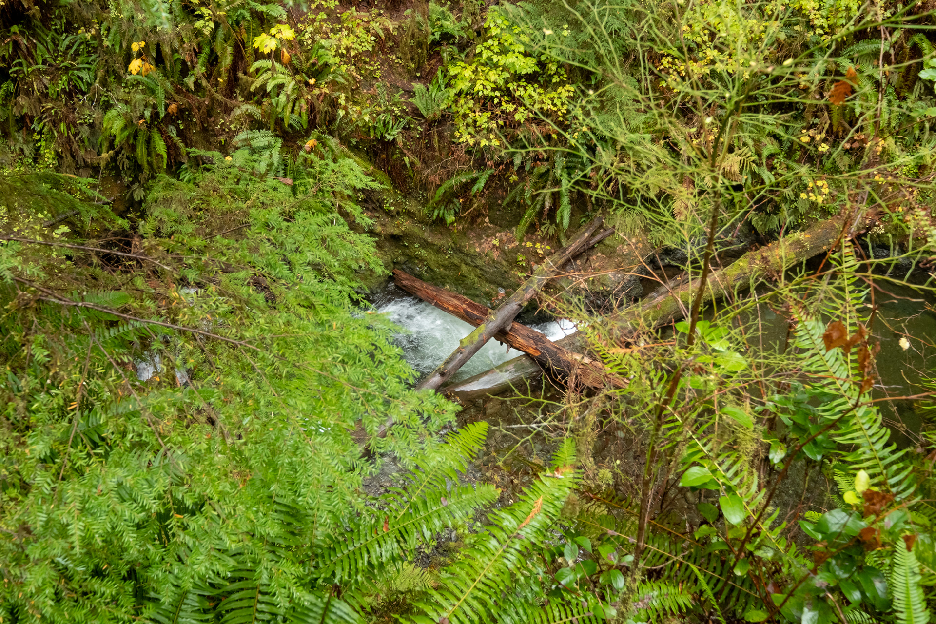 Trillo Rainforest Nature - Lago Quinault, WA