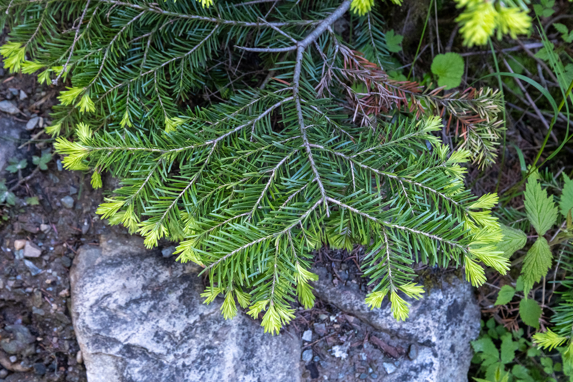 Glacier Nat. Park - Bear Creek Falls