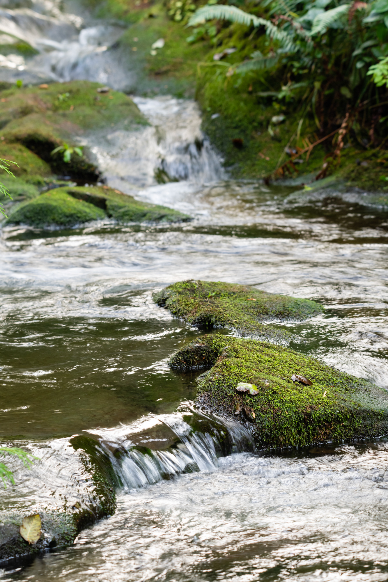 Oswald West State Park