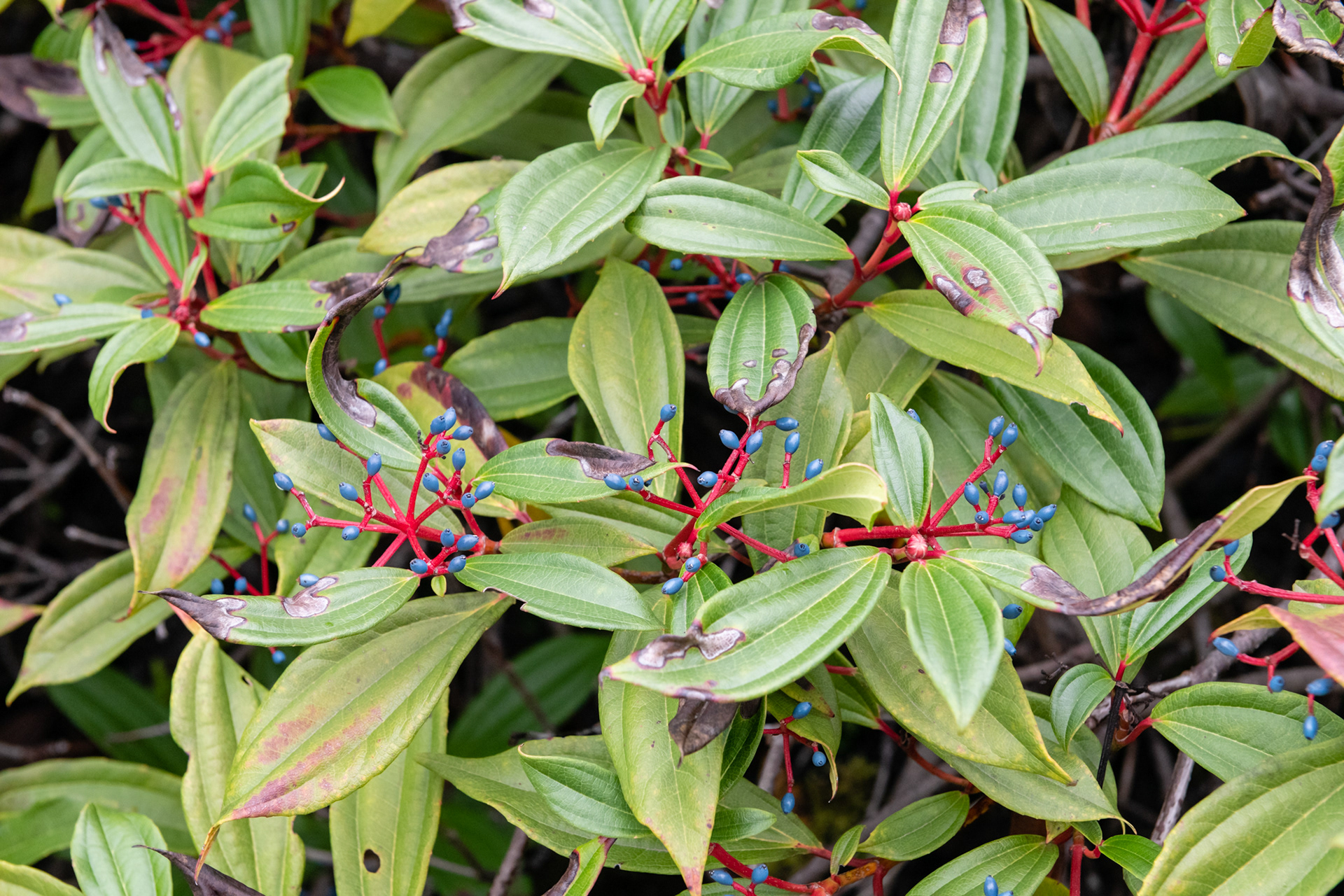 Lago Quinault - Olympic National Park, WA