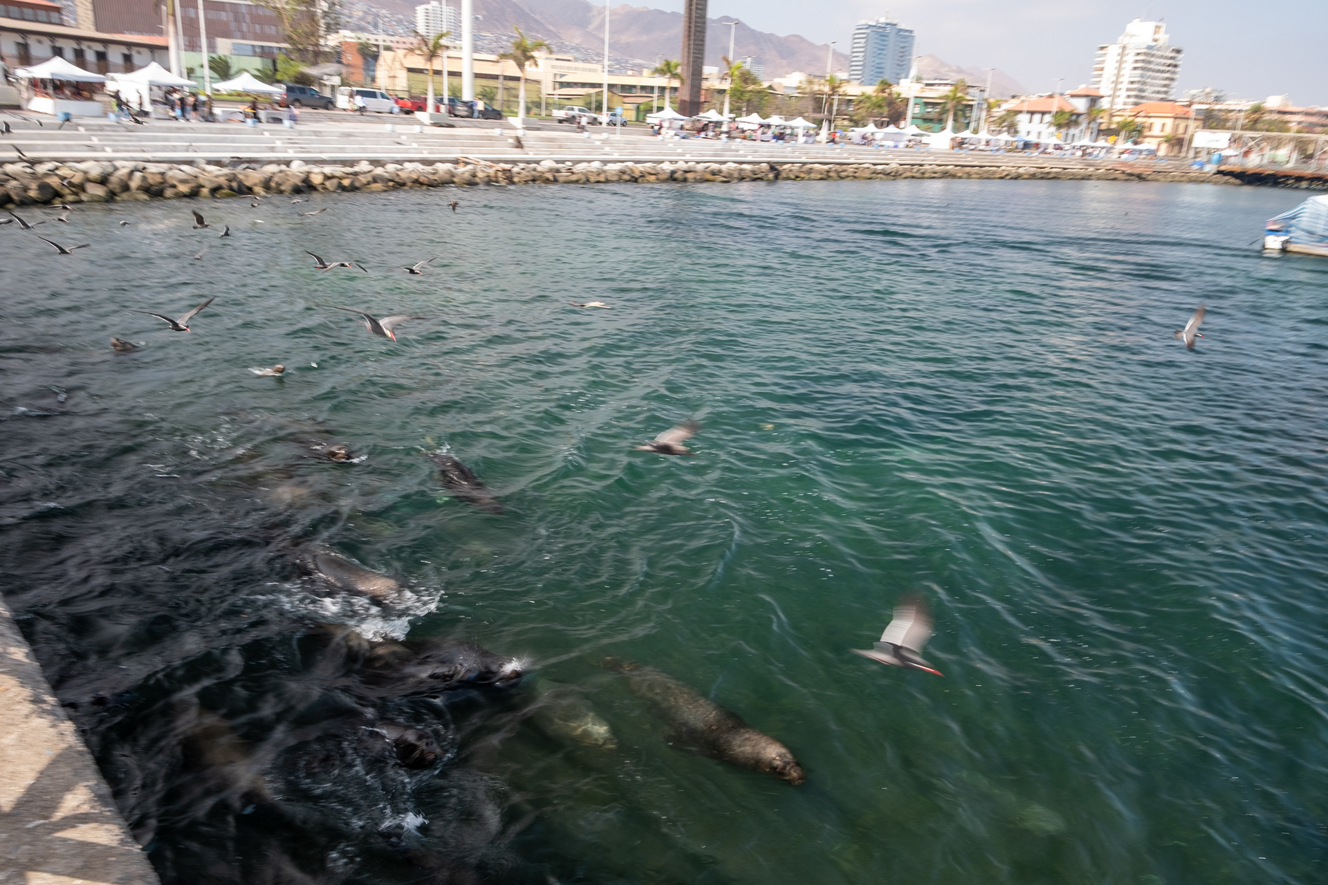 Terminal Pesquero - Antofagasta