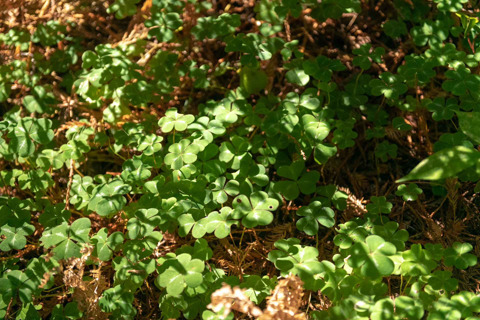 Trillo Founder's grove