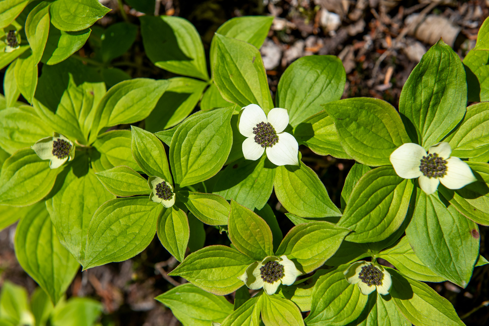 Glacier Nat. Park - Bear Creek Falls