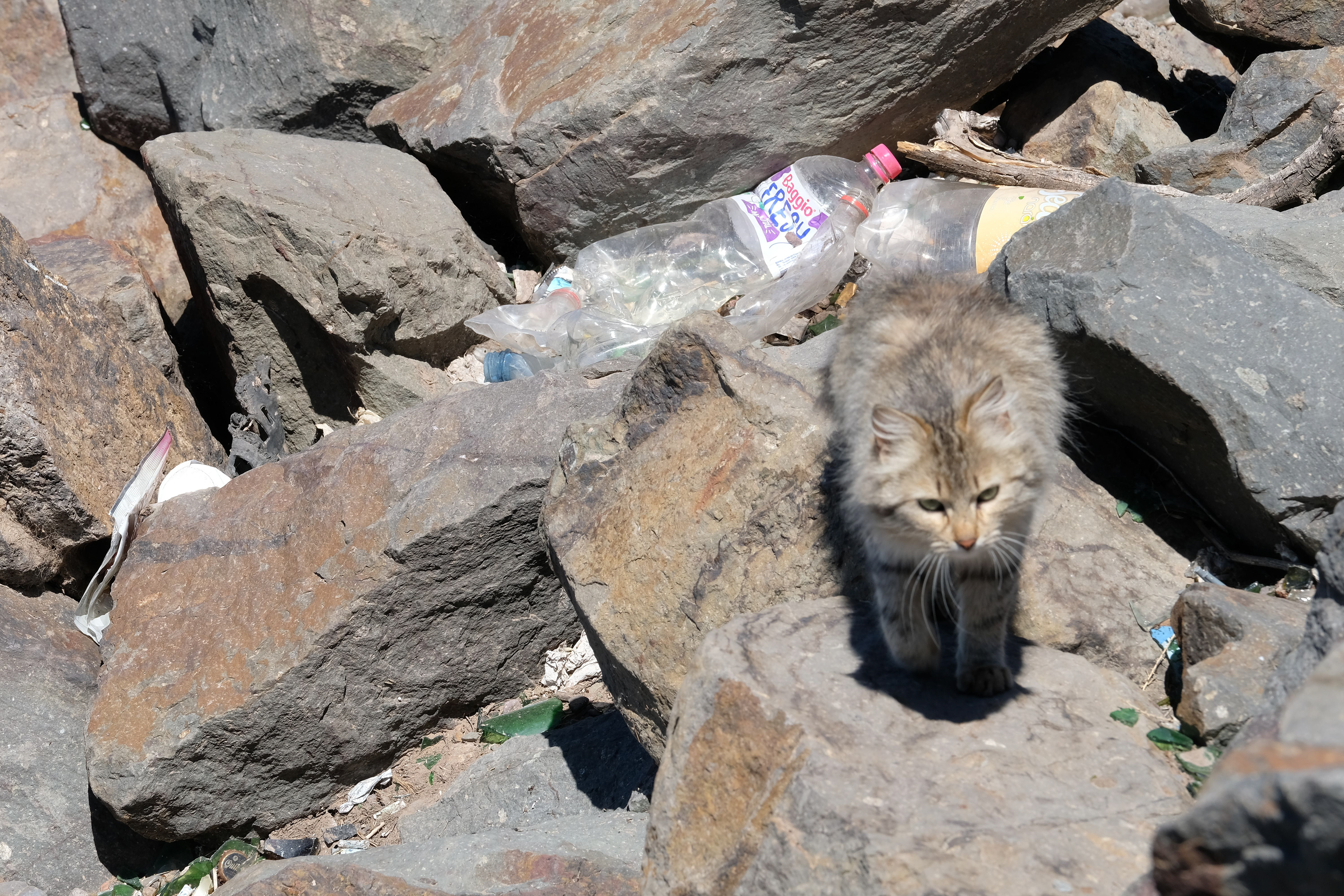 El Carrizal de Abajo - Gatos
