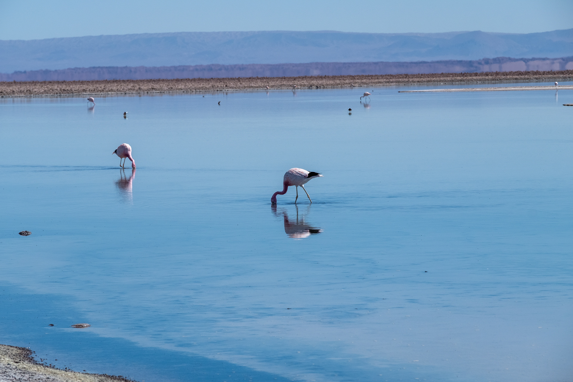 Laguna Chaxa
