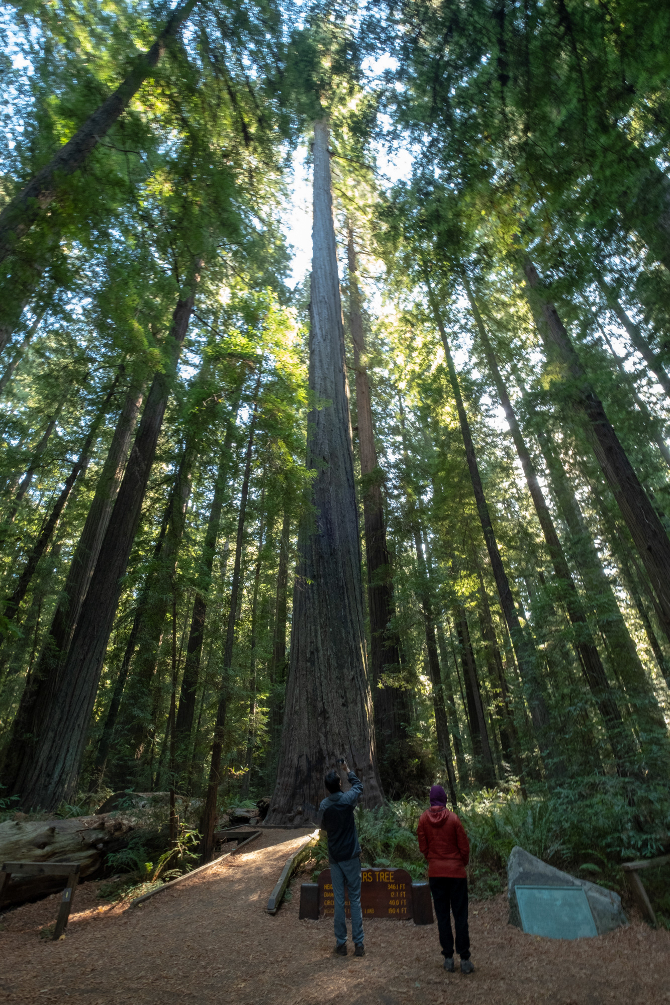  Humboldt Redwoods - Founder's grove - Av de los gigantes - Trillo Founder's grove