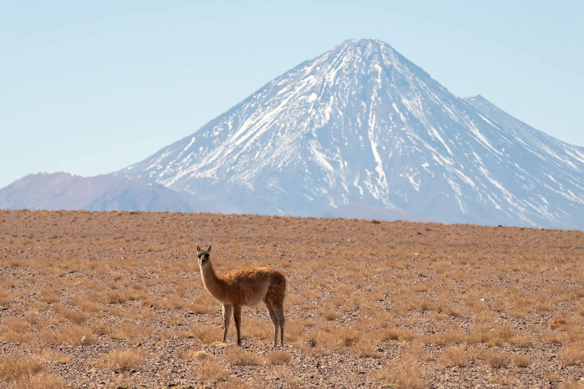 Guanacos en la ruta rumbo a Petroglifos de Yerbas Buenas
