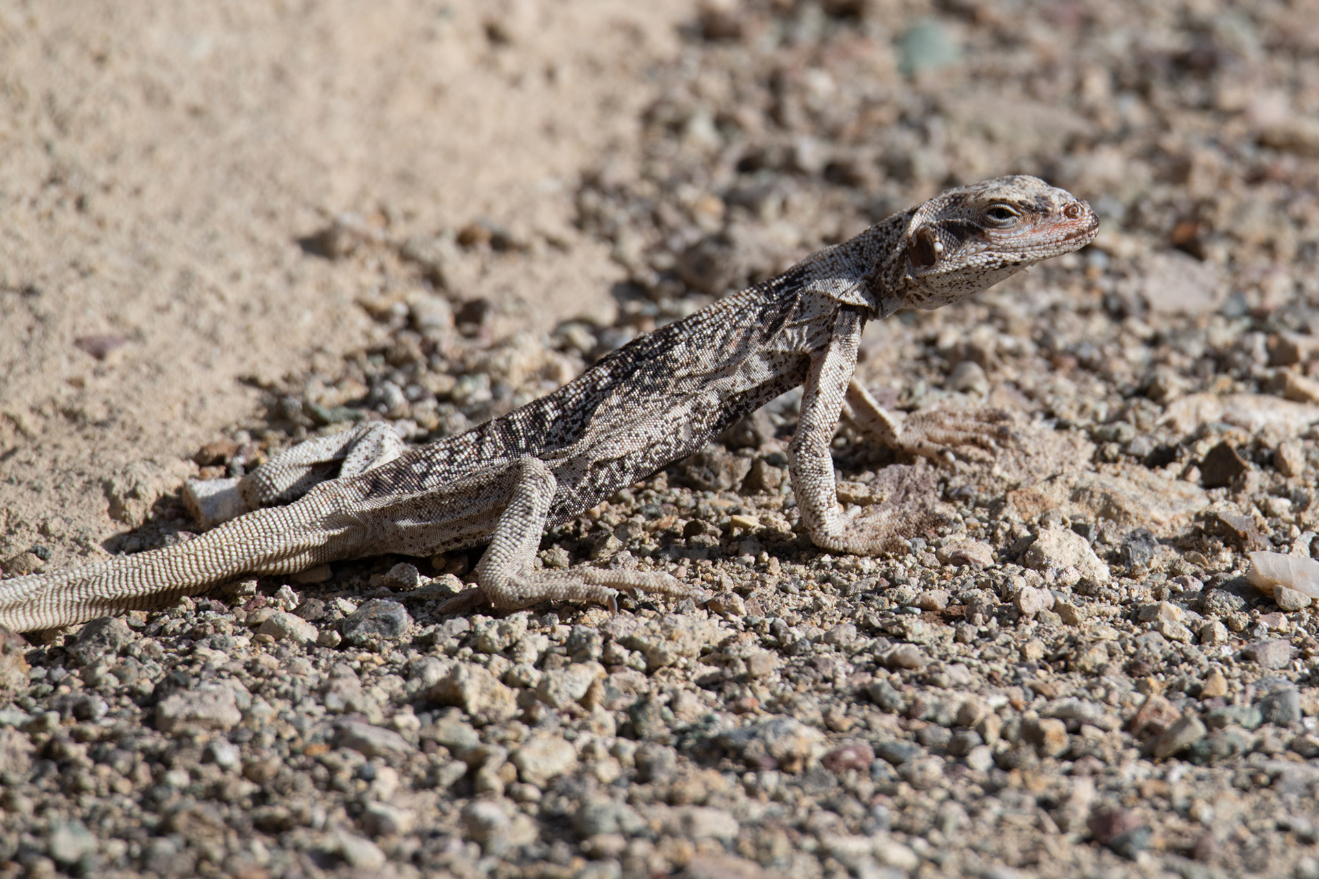Death Valley - Golden Canyon