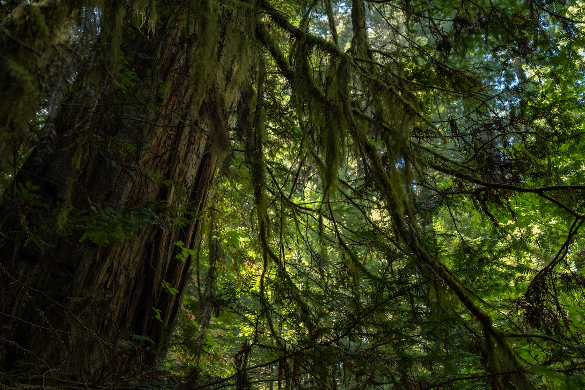  Humboldt Redwoods - Bolling Grove (Elk Creek) - sequoias