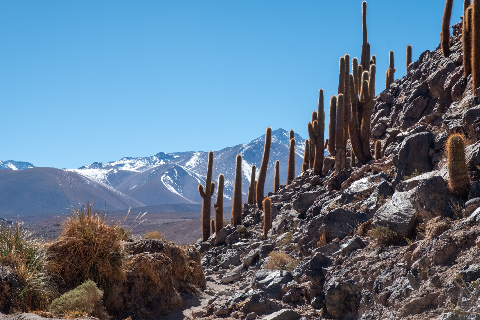 Valle de los Cactus