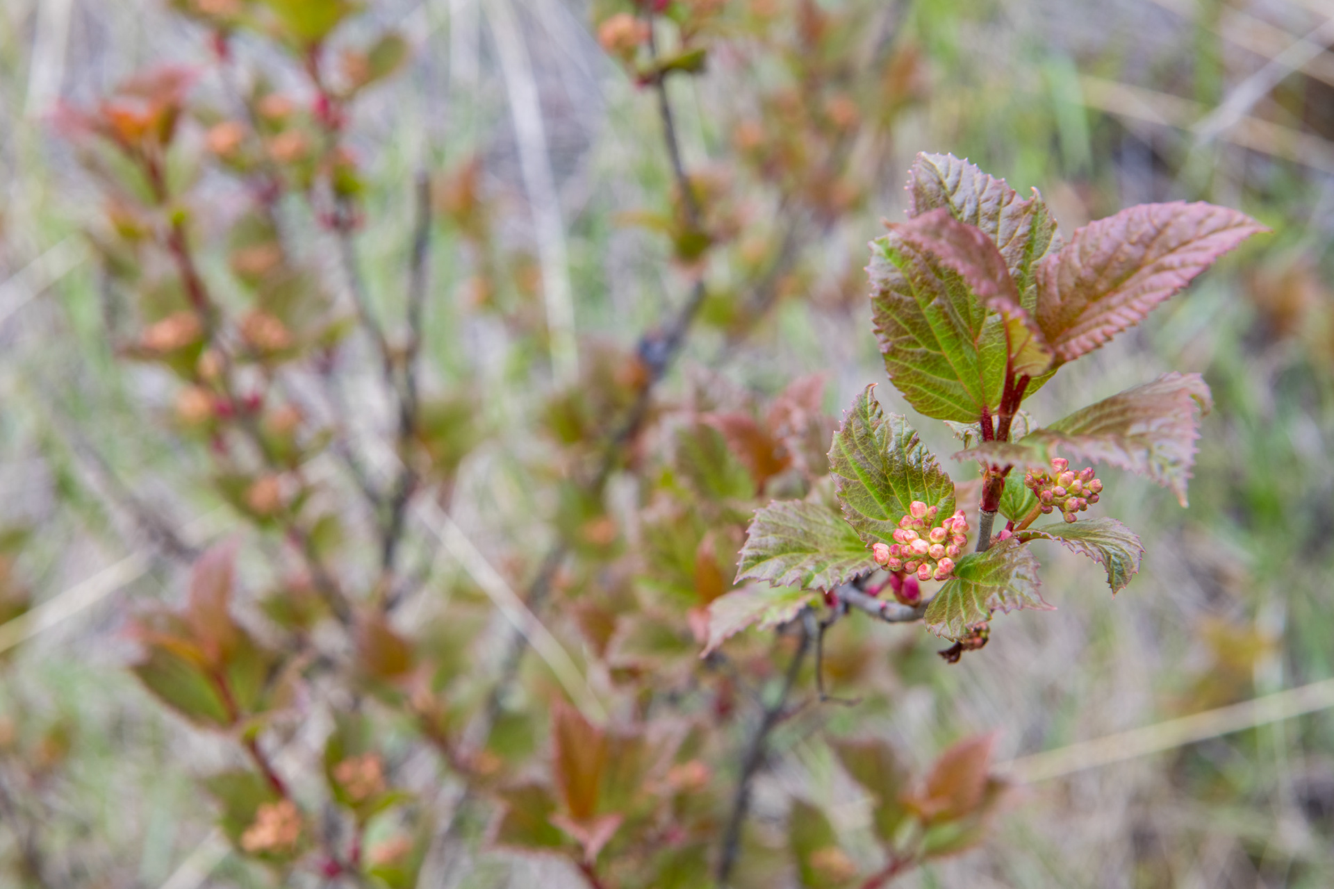 Marble Canyon (cañón) - Kootenai Nat. Park