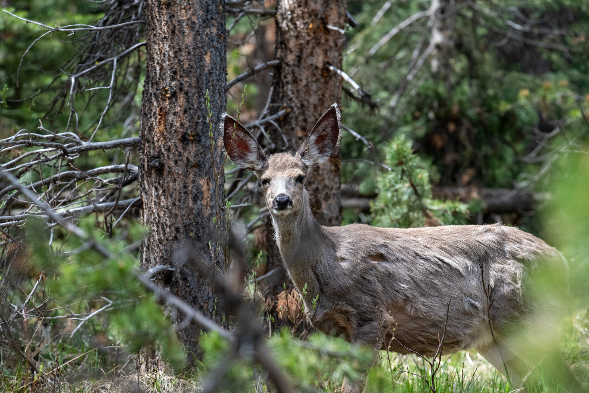 Lago Moose (Alce) - Ciervo mula (mule deer)