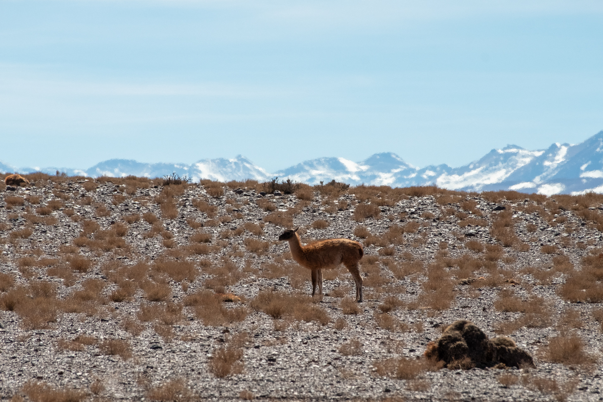 Guanacos en la ruta rumbo a Petroglifos de Yerbas Buenas