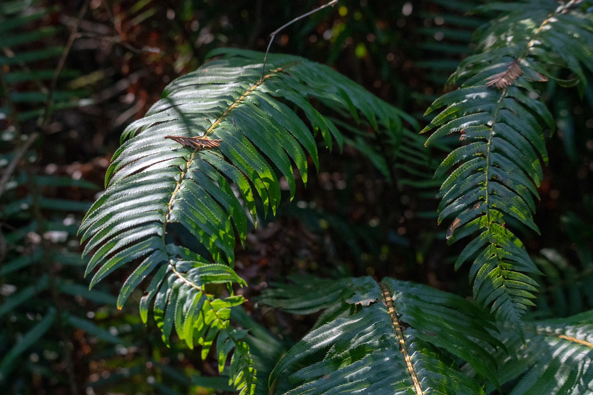 Hunnewell-Donald Memorial grove - trillo Big Tree