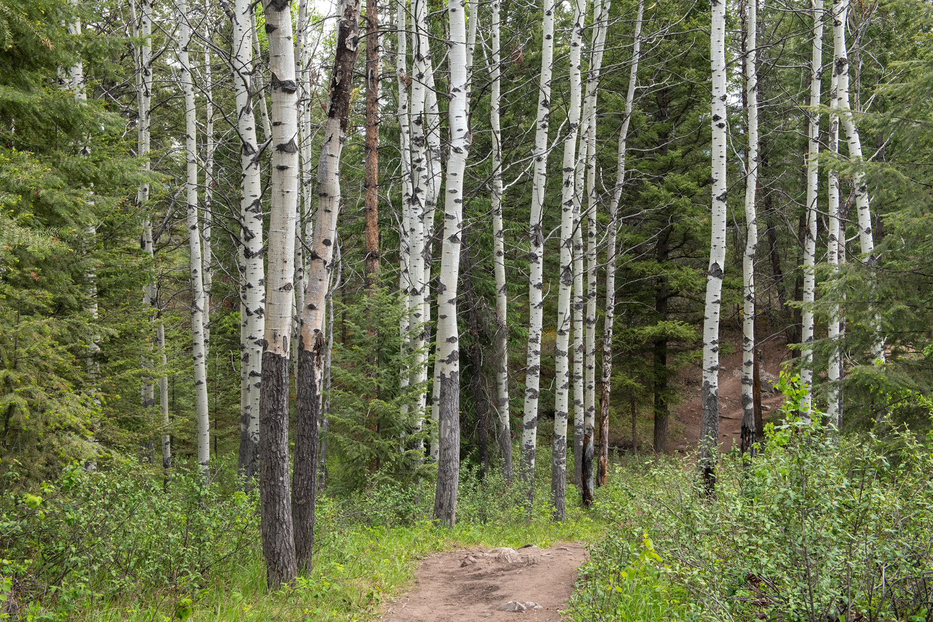 Valle de los 5 lagos - Jasper
