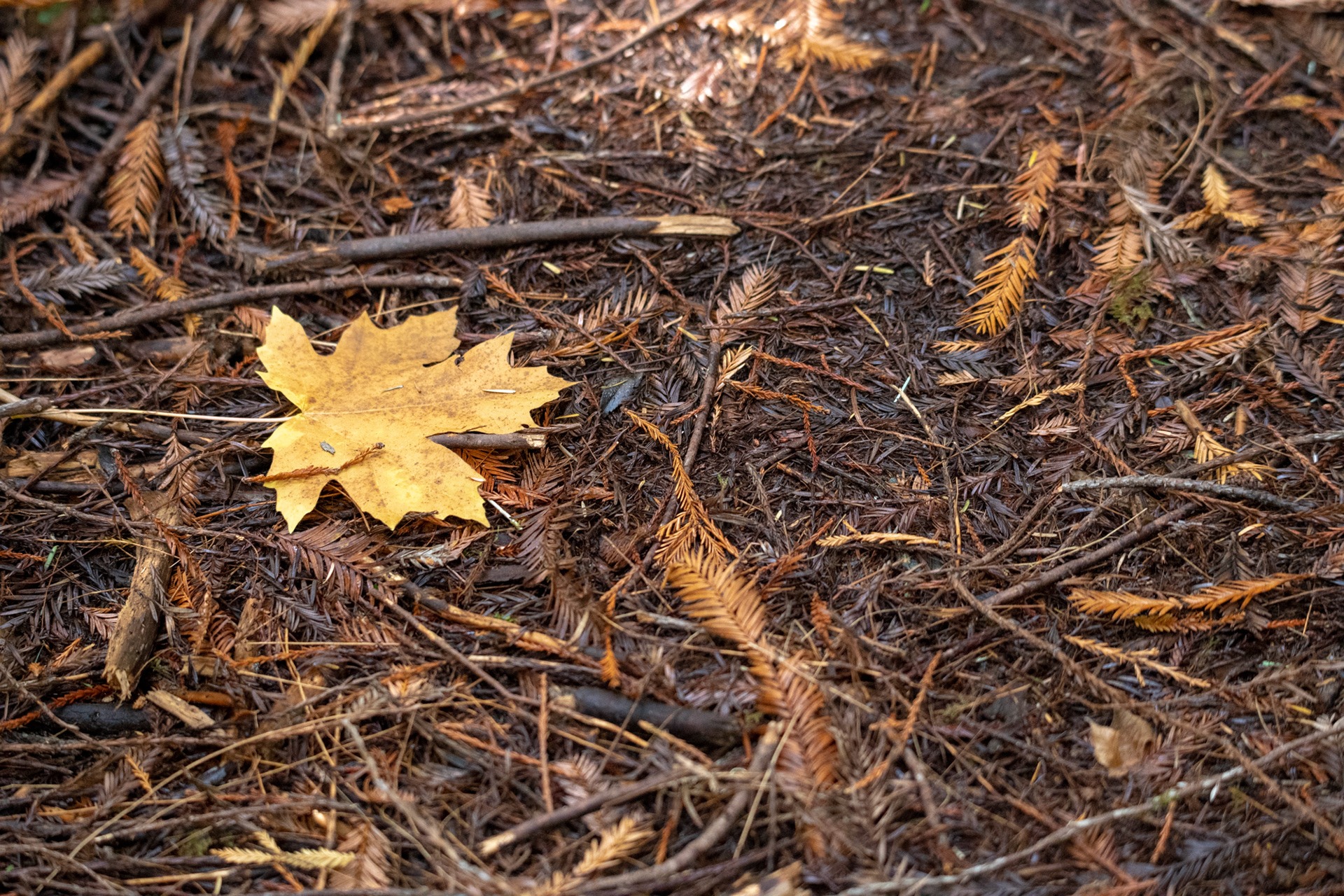 Hunnewell-Donald Memorial grove - trillo Big Tree