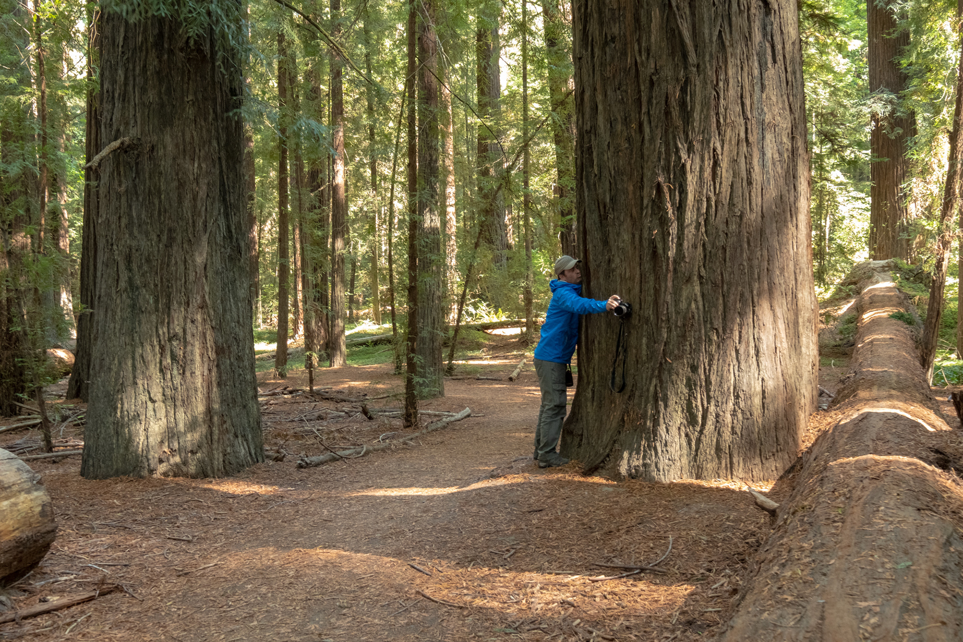  Humboldt Redwoods - Lane Grove - sequoias