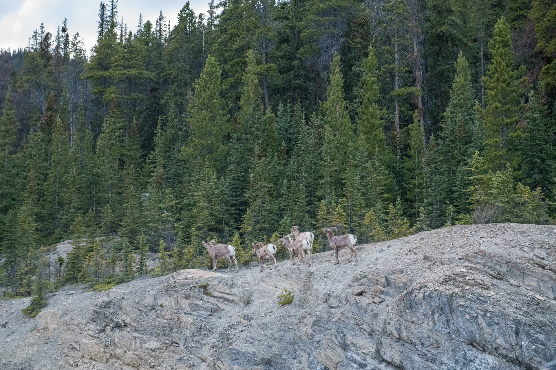 Camino a Jasper - Big Horn Sheeps