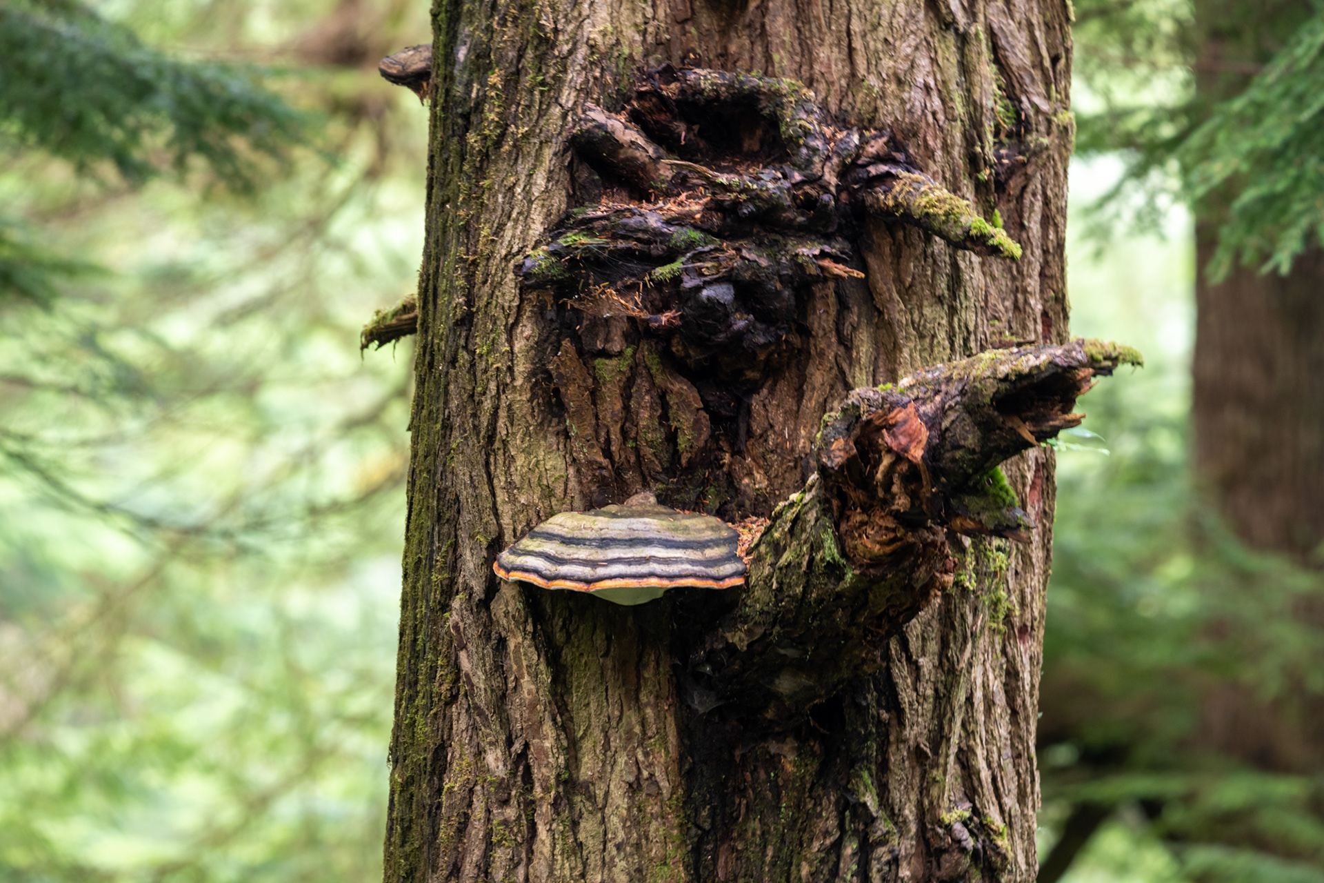 Oswald West State Park