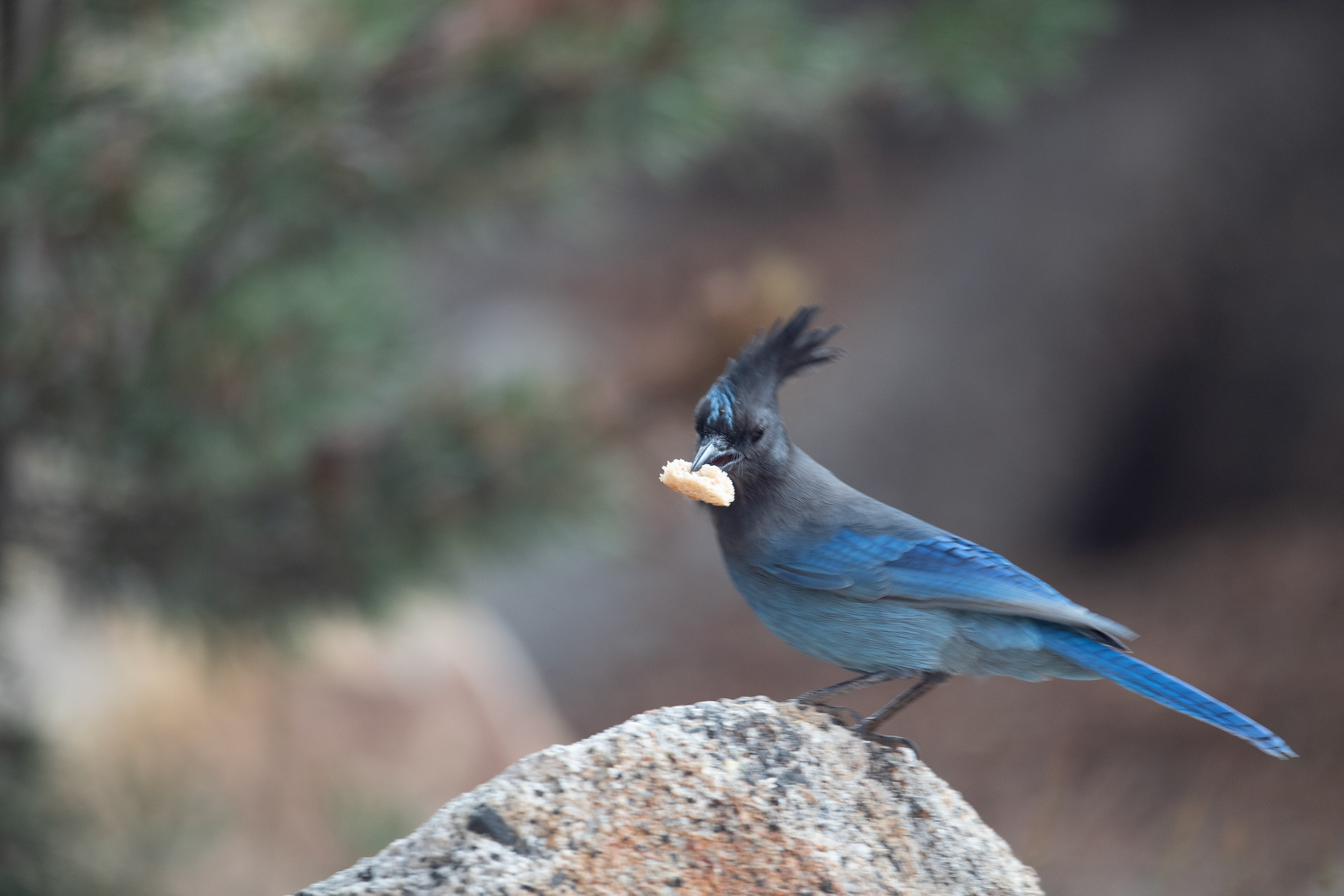 Yosemite - Chara Crestada (Steller's Jay)