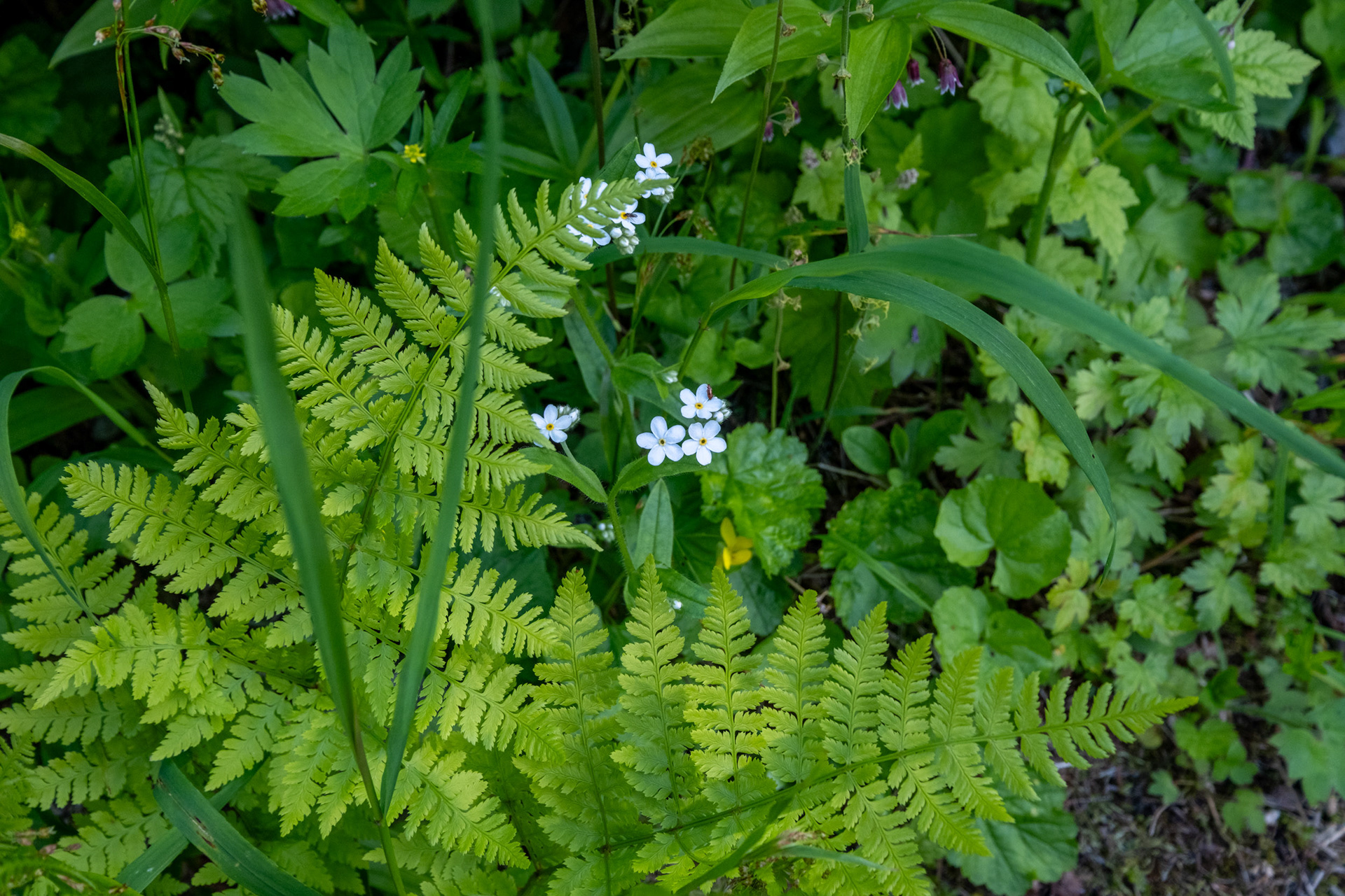 Glacier Nat. Park - bucle Brook 