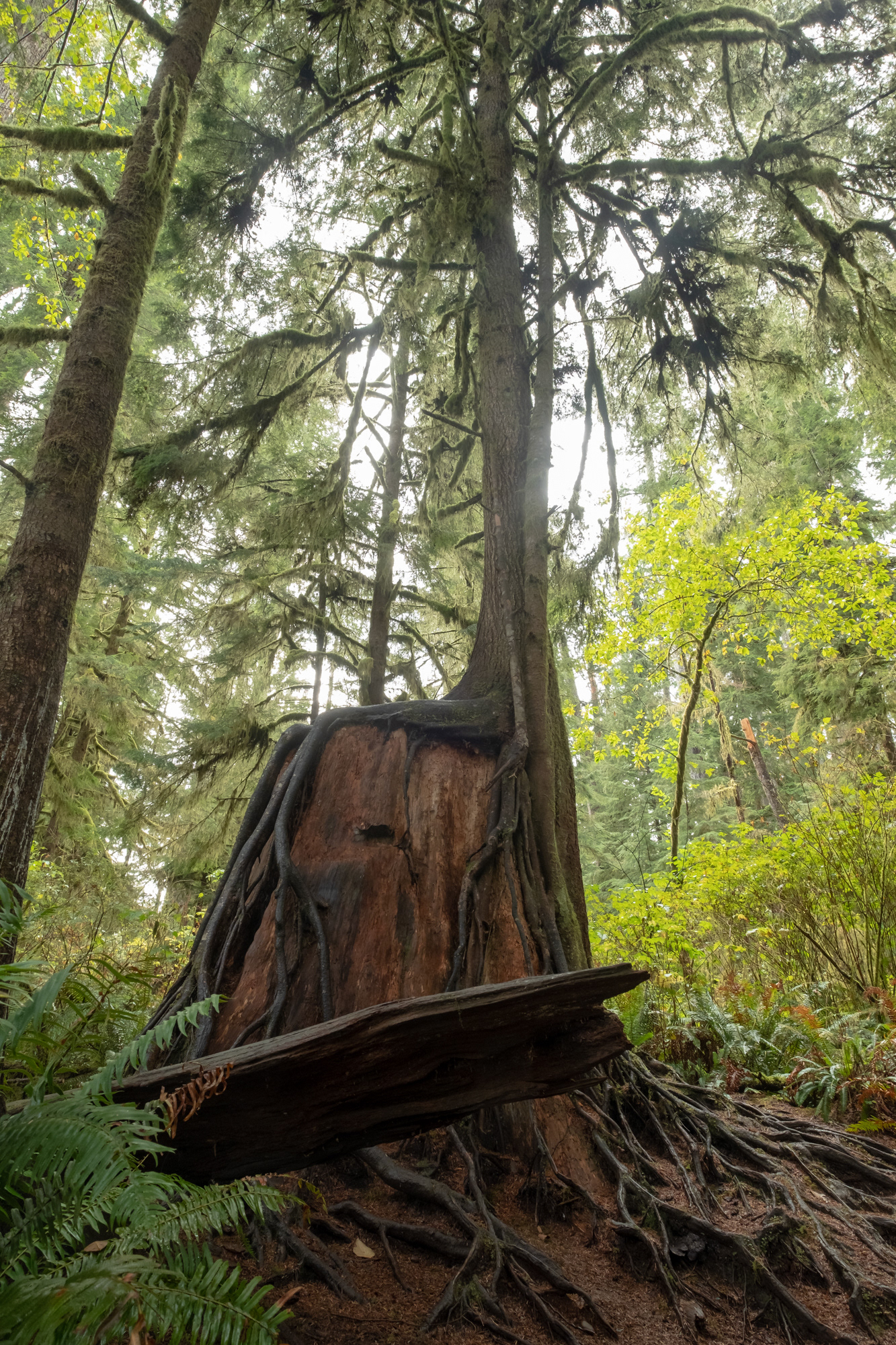 Trillo Rainforest Nature - Lago Quinault, WA