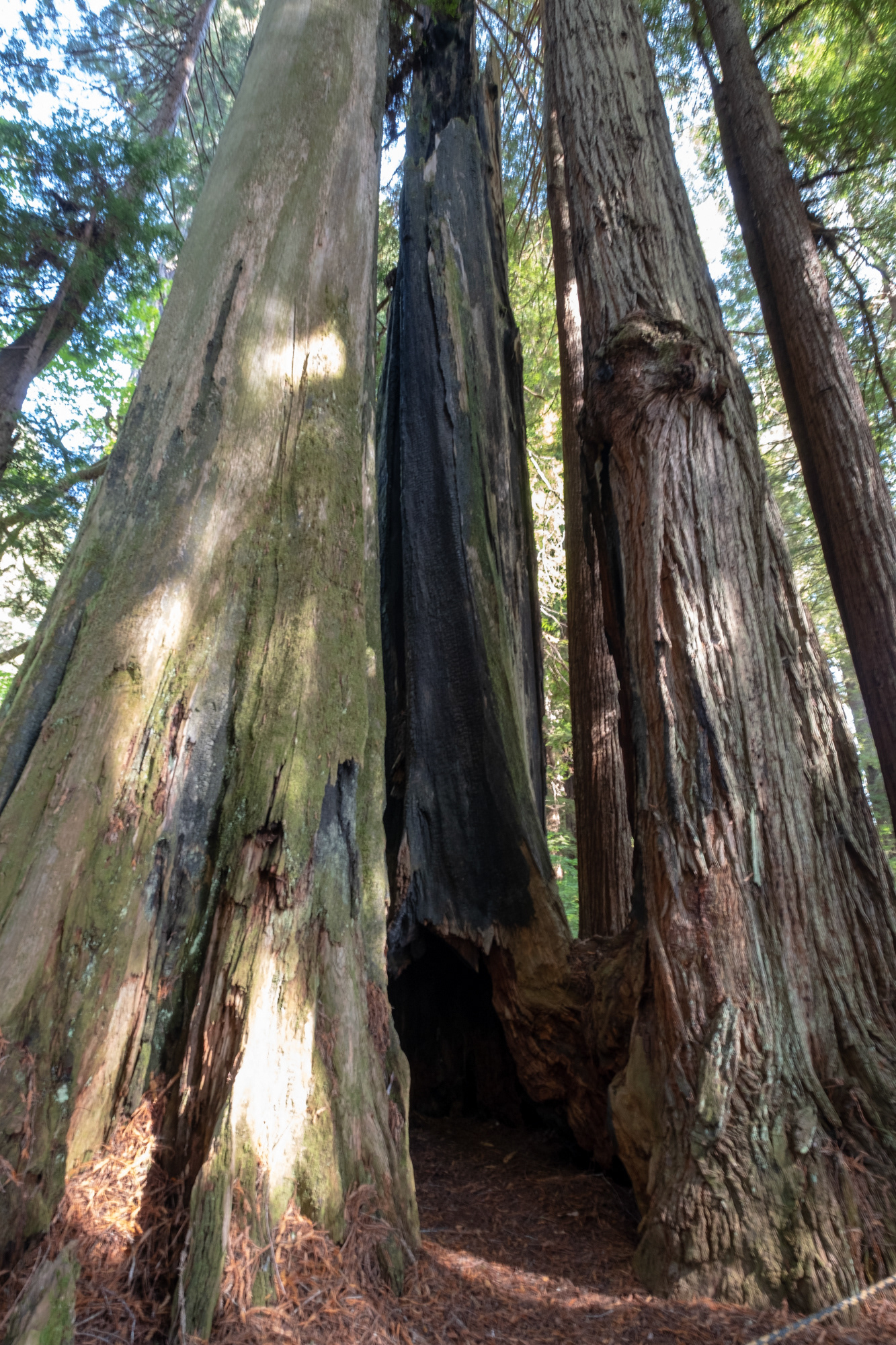 Hunnewell-Donald Memorial grove - trillo Big Tree