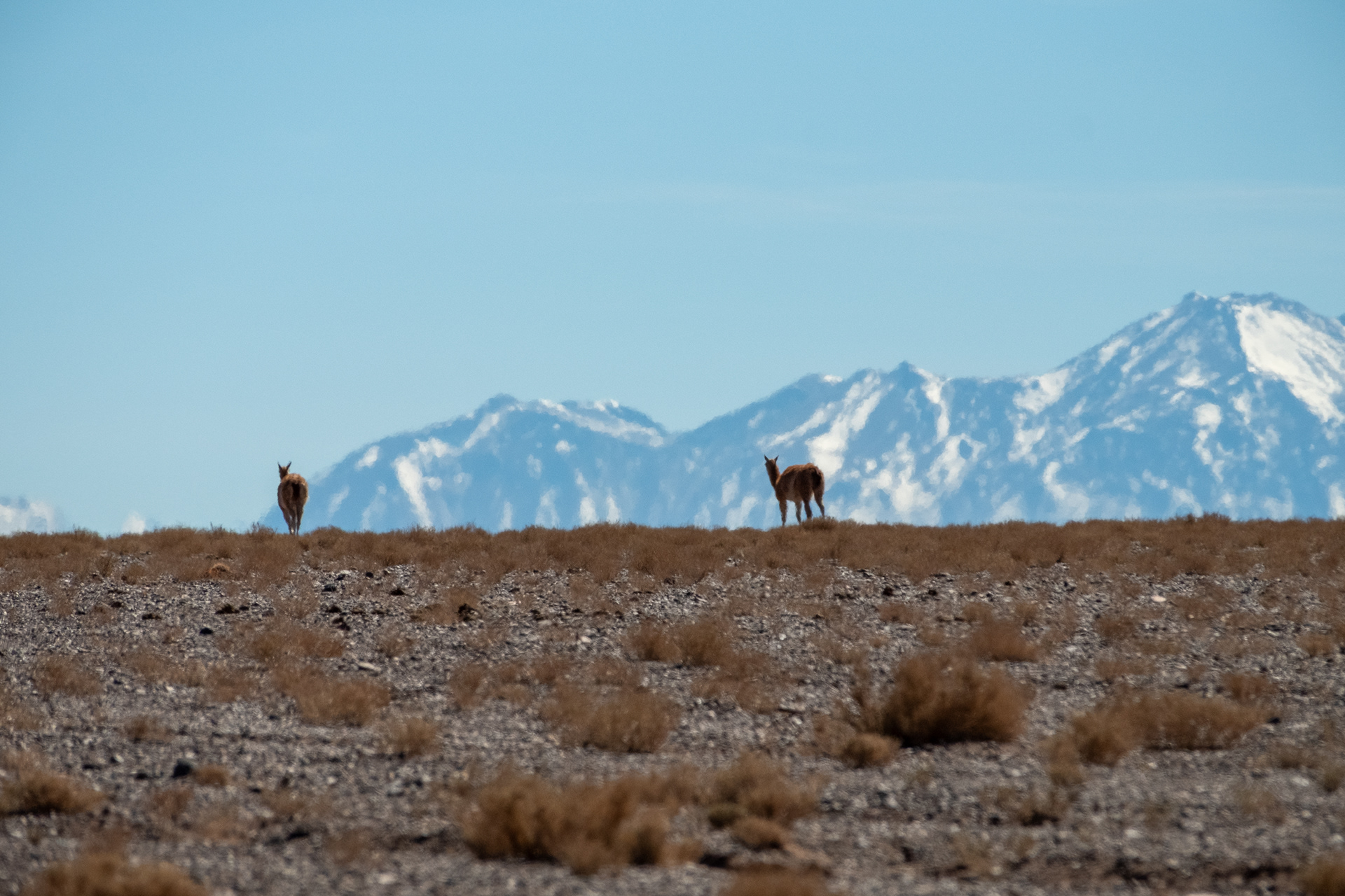 Guanacos en la ruta rumbo a Petroglifos de Yerbas Buenas