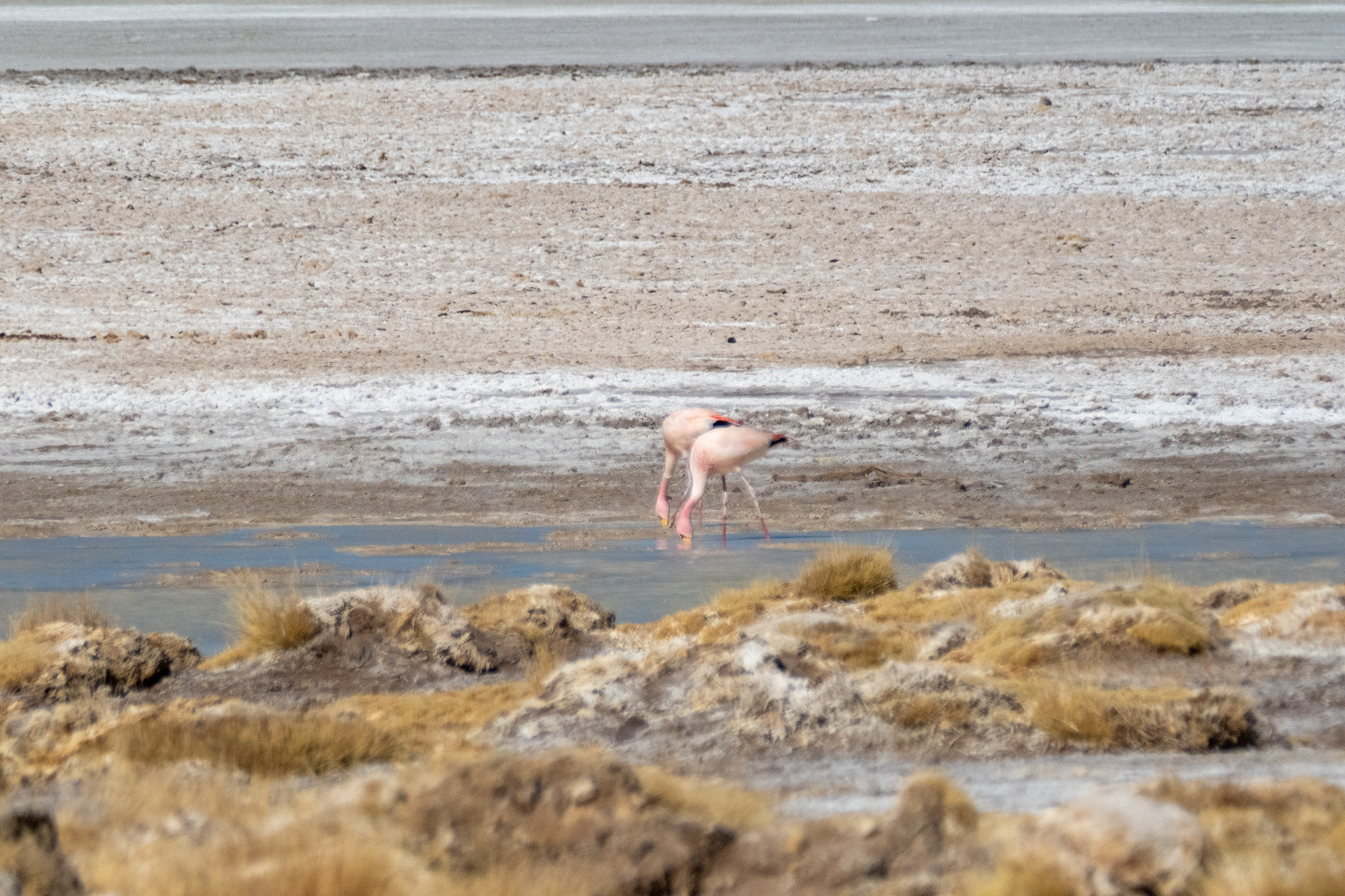 Salar del Huasco